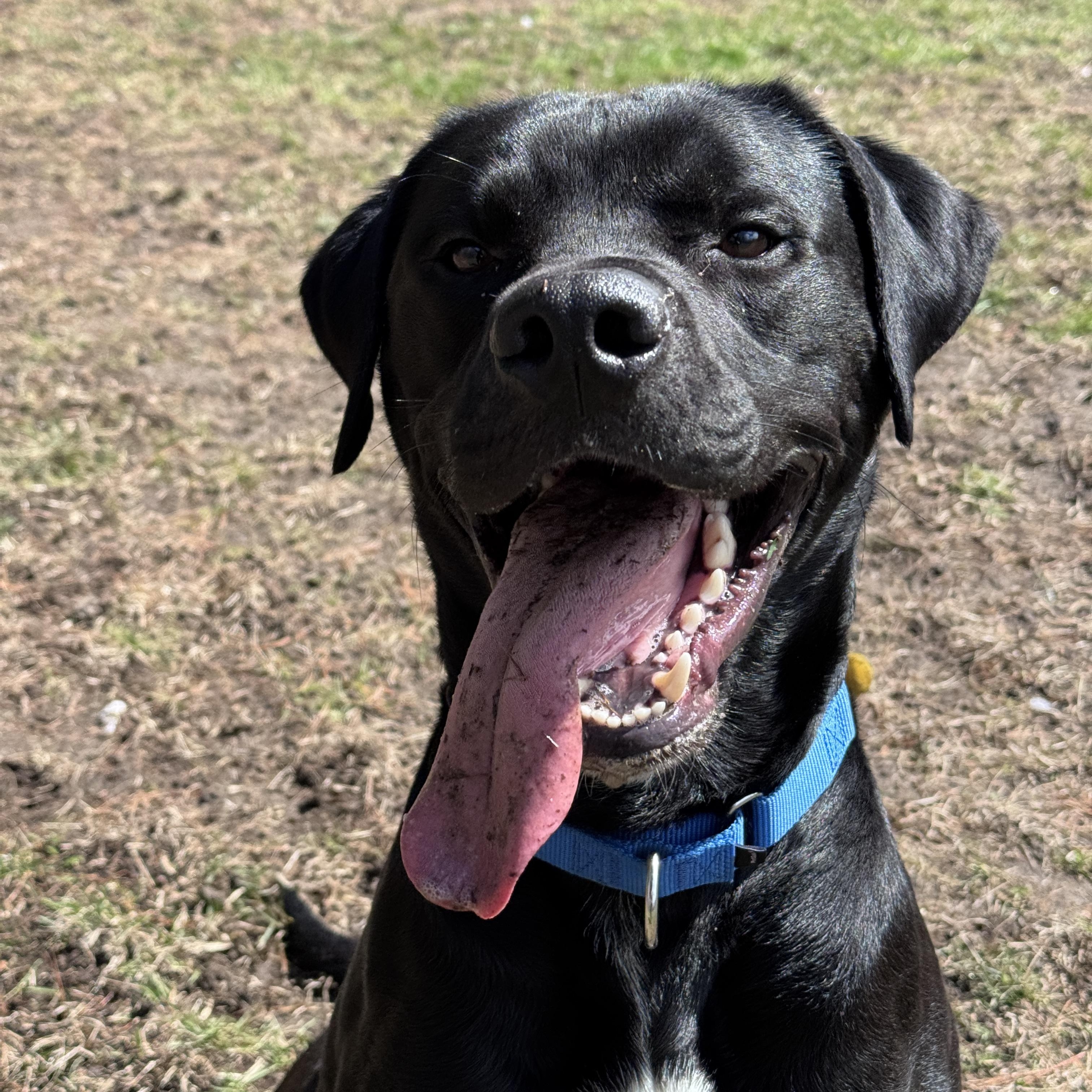 Enlarge Tim, a Adoptable mixed breed in Cherryfield, ME image 3/4