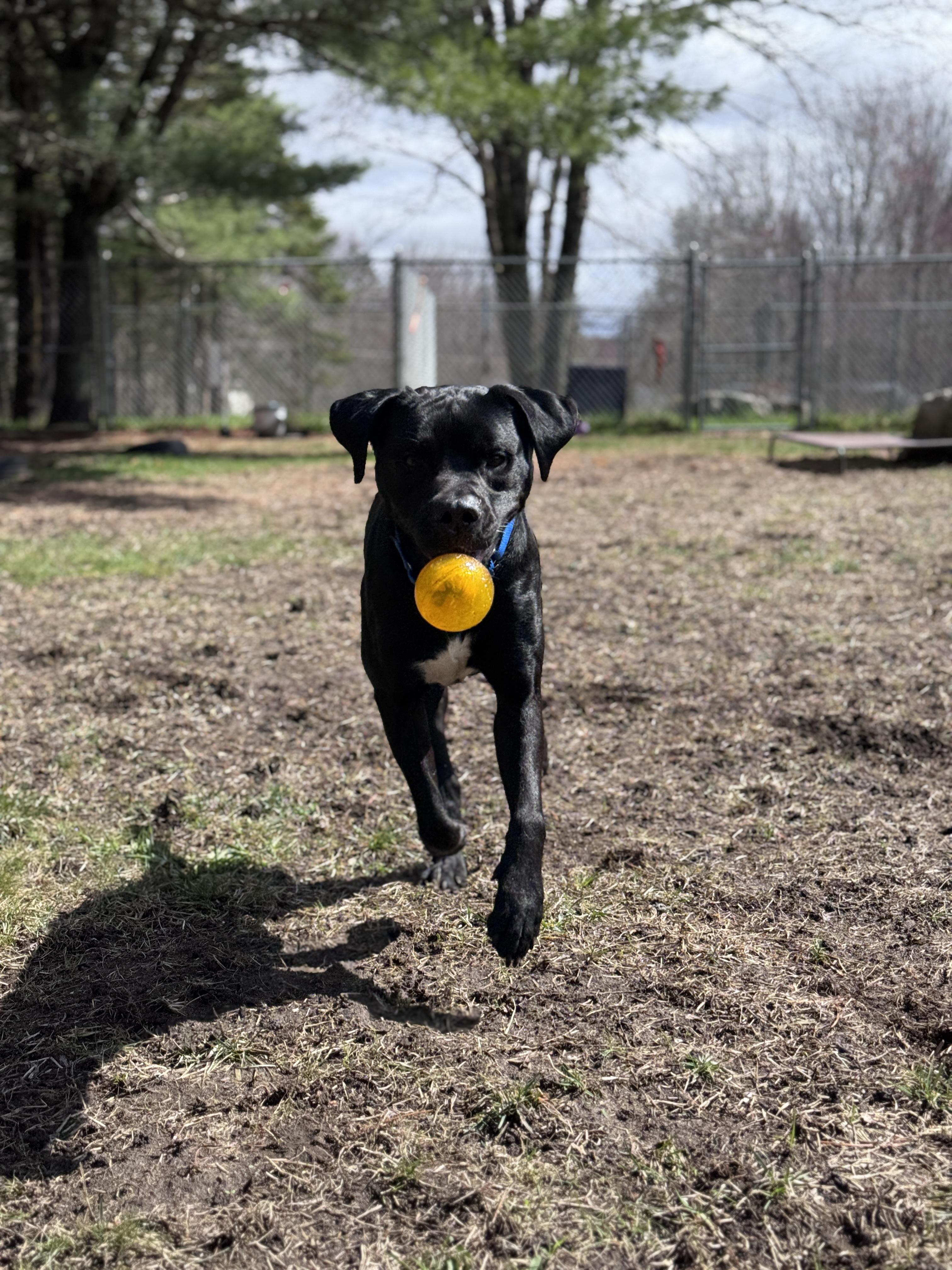 Enlarge Tim, a Adoptable mixed breed in Cherryfield, ME image 4/4