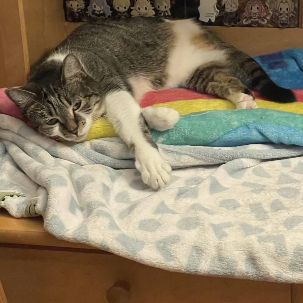 Effie, Adoptable, Adult Female Domestic Short Hair.