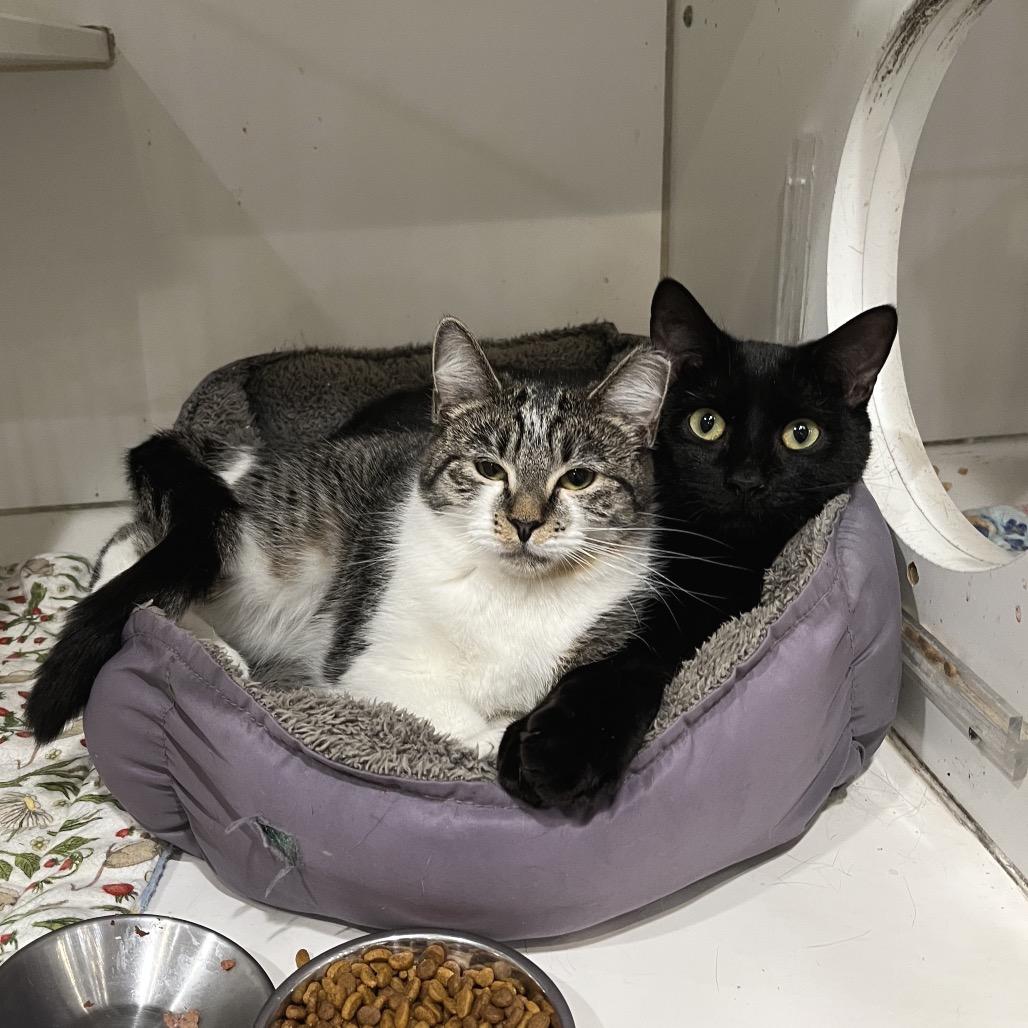 Enlarge Effie, a Adoptable Domestic Short Hair in Durham, NC image 1/6