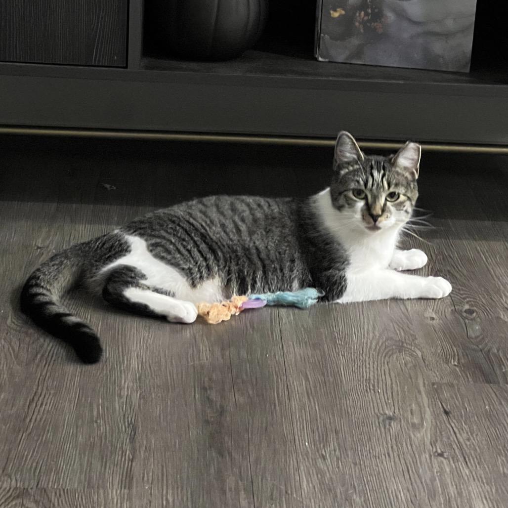 Effie, a Adoptable Domestic Short Hair in Durham, NC image 2/6