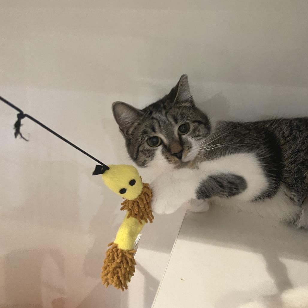 Enlarge Effie, a Adoptable Domestic Short Hair in Durham, NC image 2/6