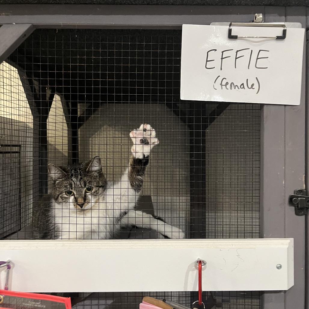 Enlarge Effie, a Adoptable Domestic Short Hair in Durham, NC image 3/6