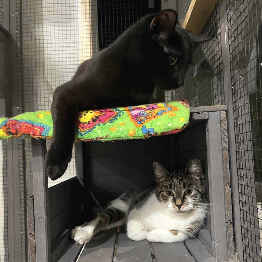 Enlarge Effie, a Adoptable Domestic Short Hair in Durham, NC image 5/6