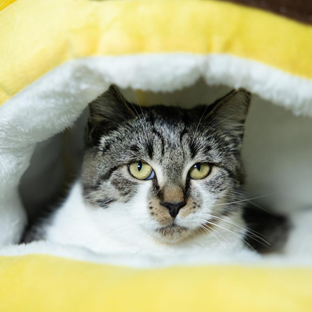 Enlarge Effie, a Adoptable Domestic Short Hair in Durham, NC image 6/6