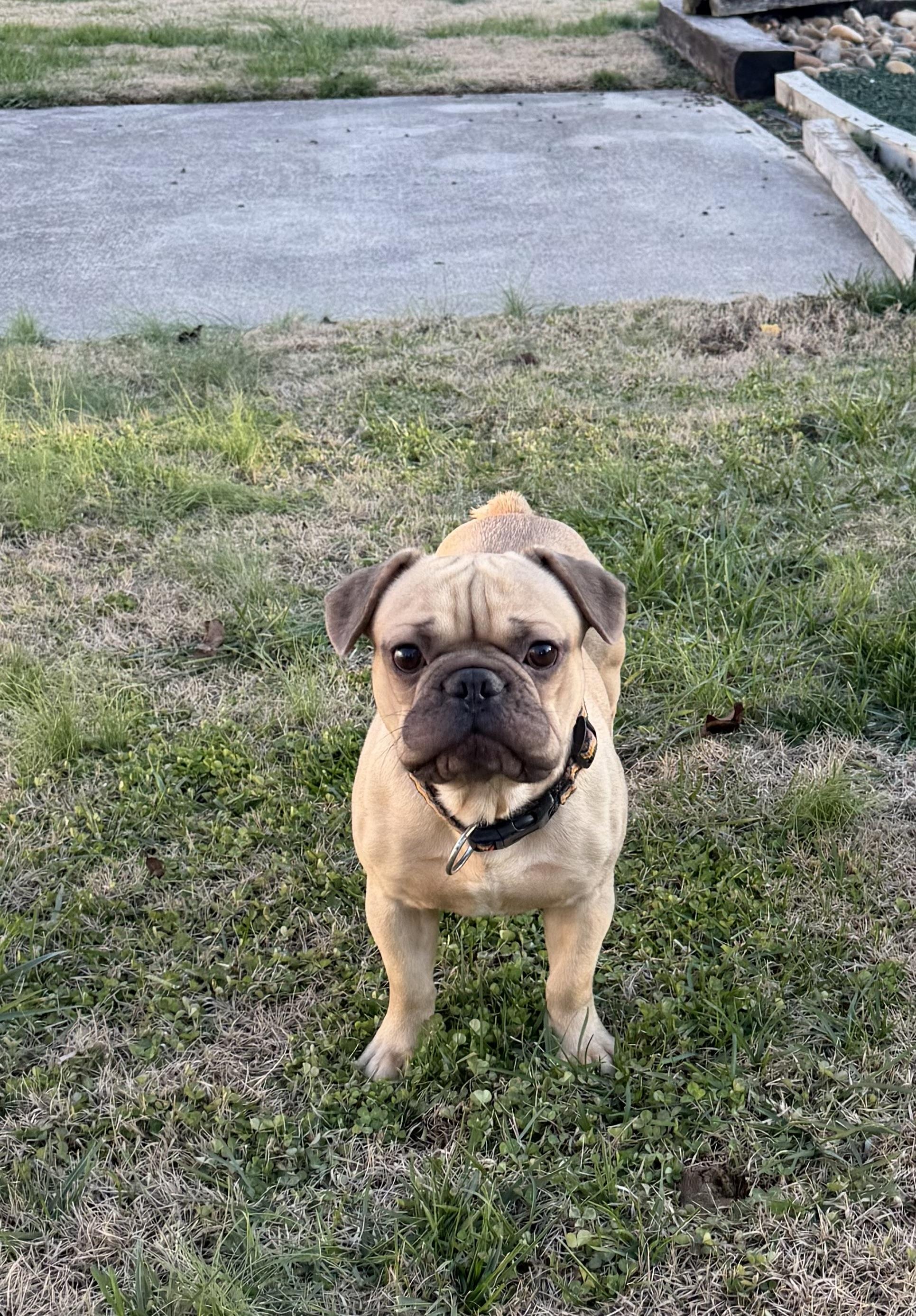 Archie, Adoptable, Young Male French Bulldog.