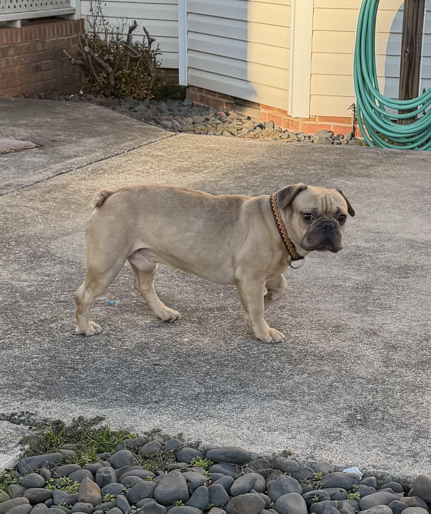 Enlarge Archie, a Adoptable French Bulldog in Powell, TN image 2/3