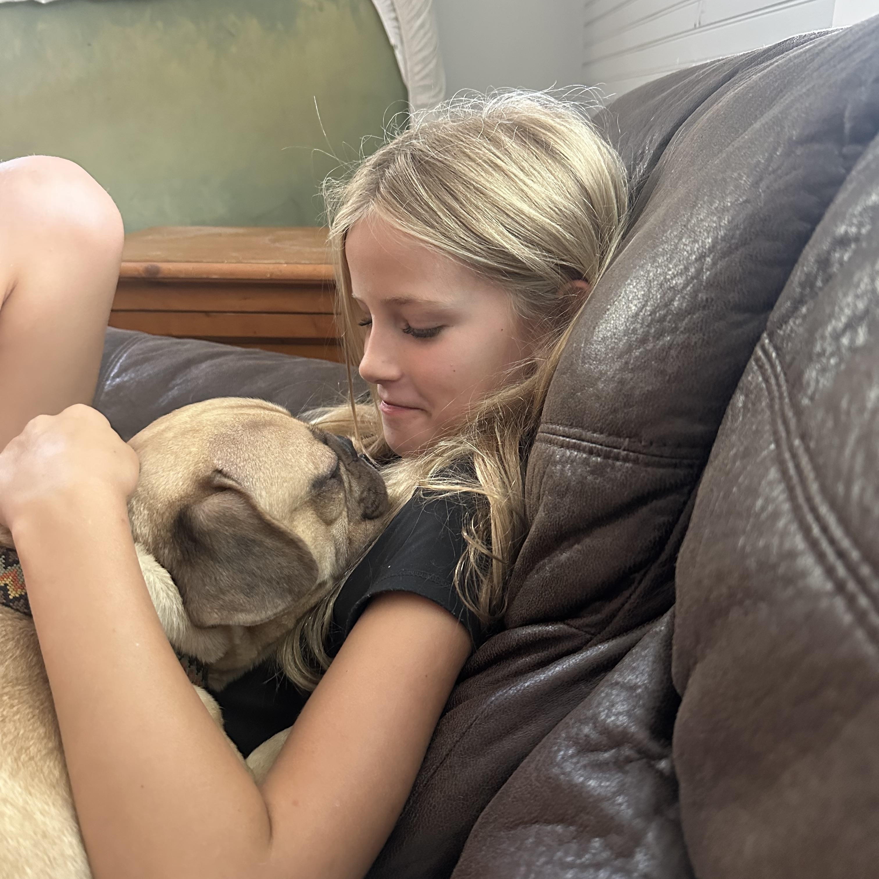 Enlarge Archie, a Adoptable French Bulldog in Powell, TN image 3/3