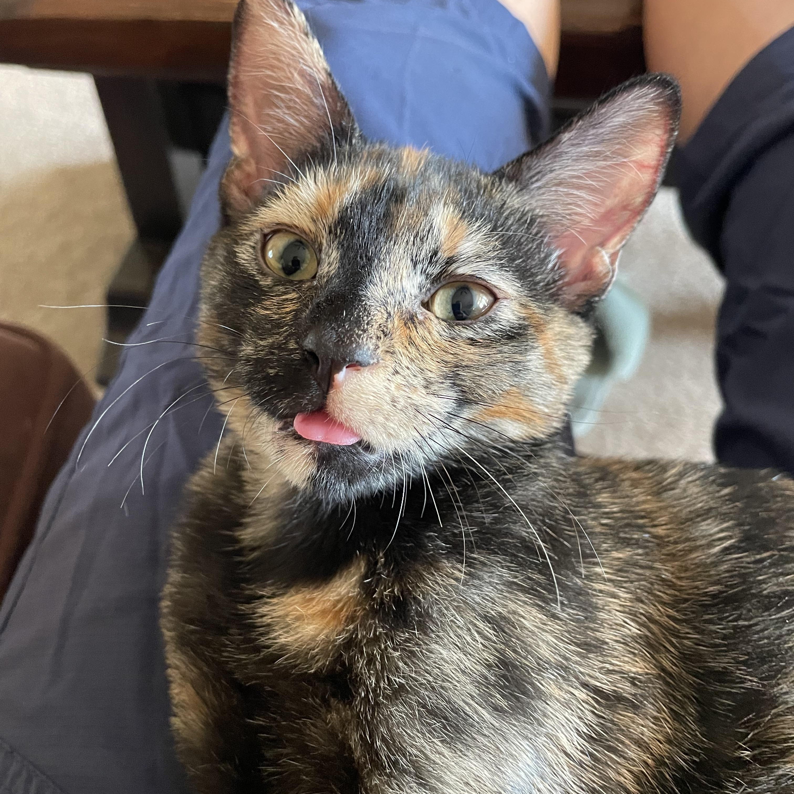 Tillie, an adoptable Domestic Short Hair in Clarkdale, AZ, 86324 | Photo Image 5
