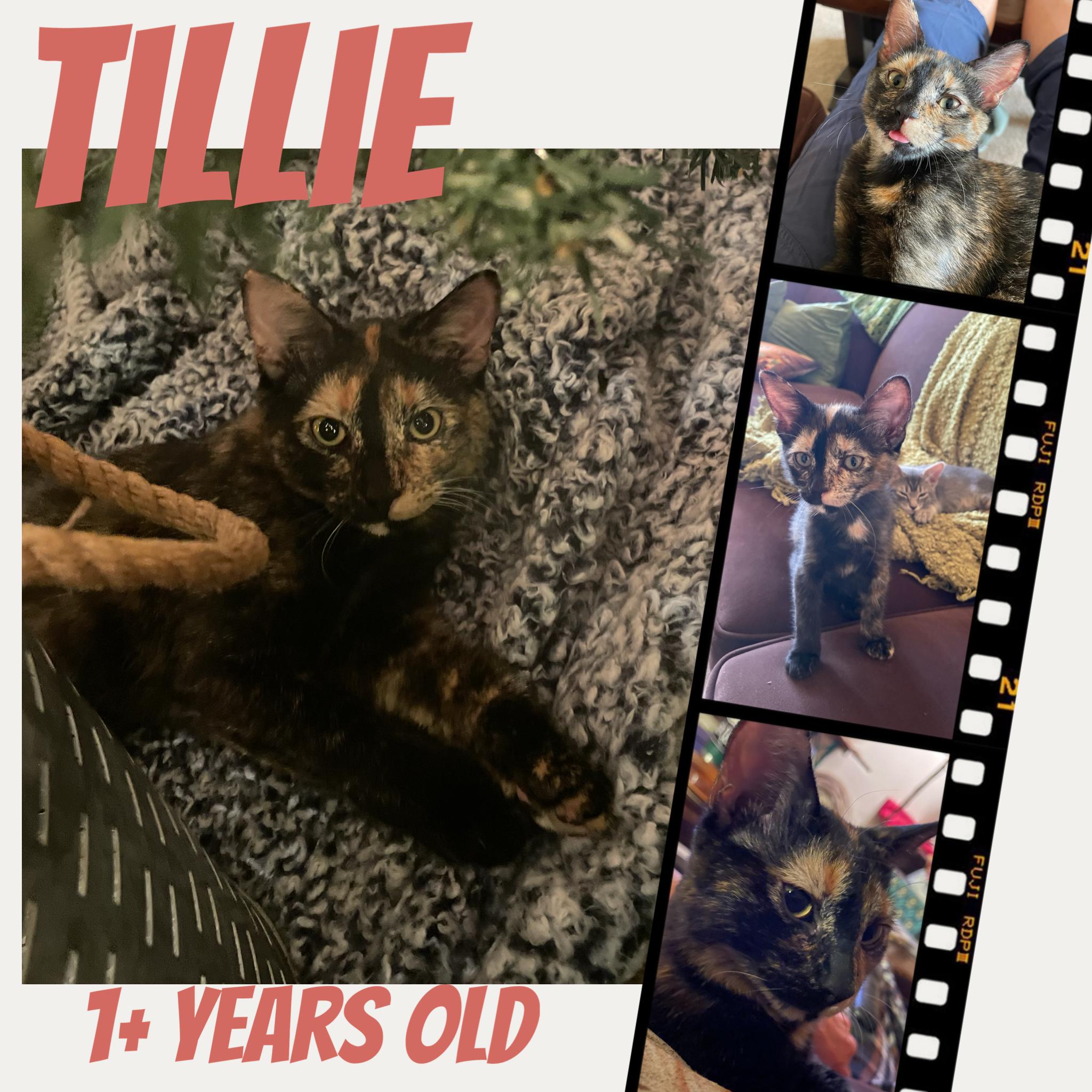 Tillie, an adoptable Domestic Short Hair in Clarkdale, AZ, 86324 | Photo Image 1
