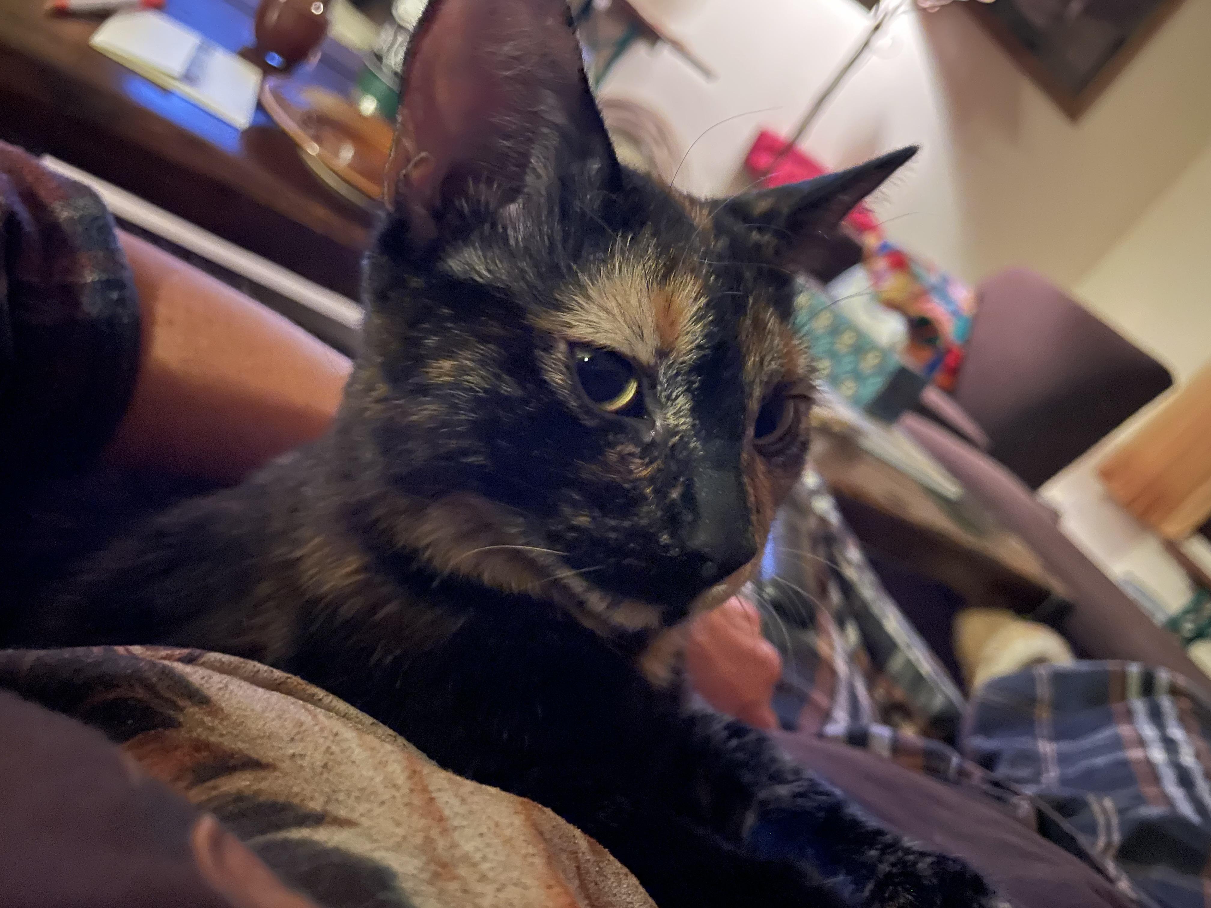 Tillie, an adoptable Domestic Short Hair in Clarkdale, AZ, 86324 | Photo Image 2