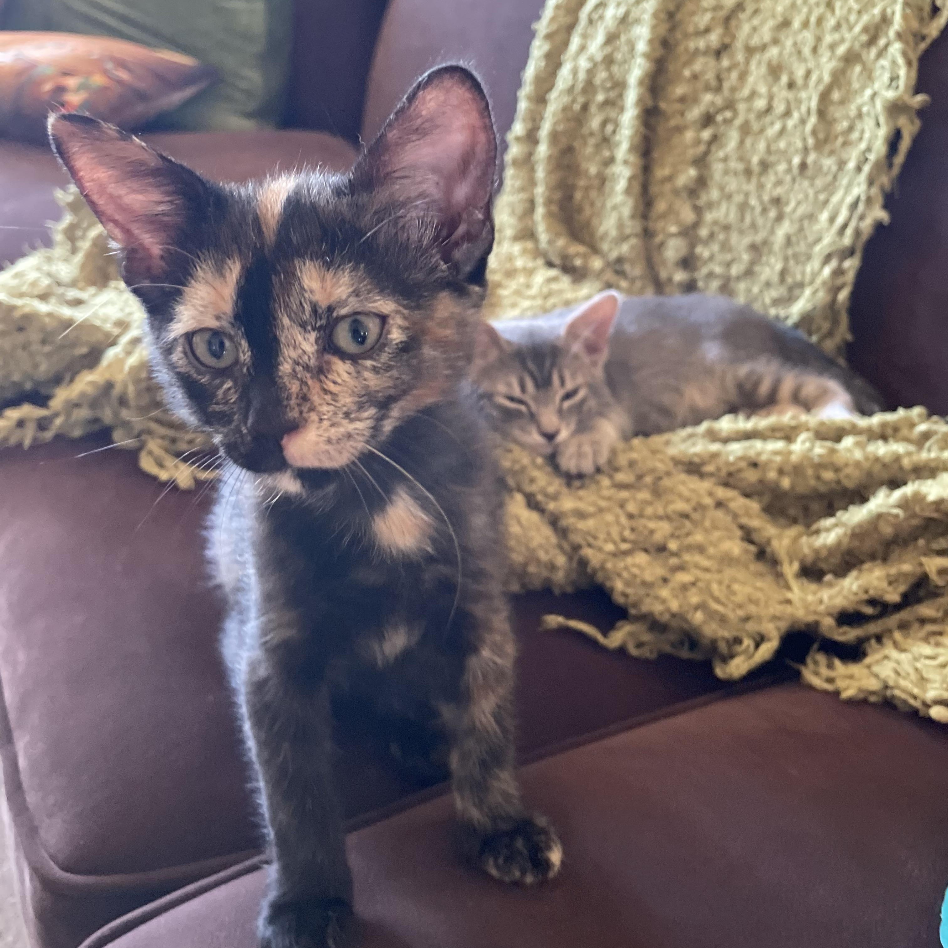 Tillie, an adoptable Domestic Short Hair in Clarkdale, AZ, 86324 | Photo Image 3