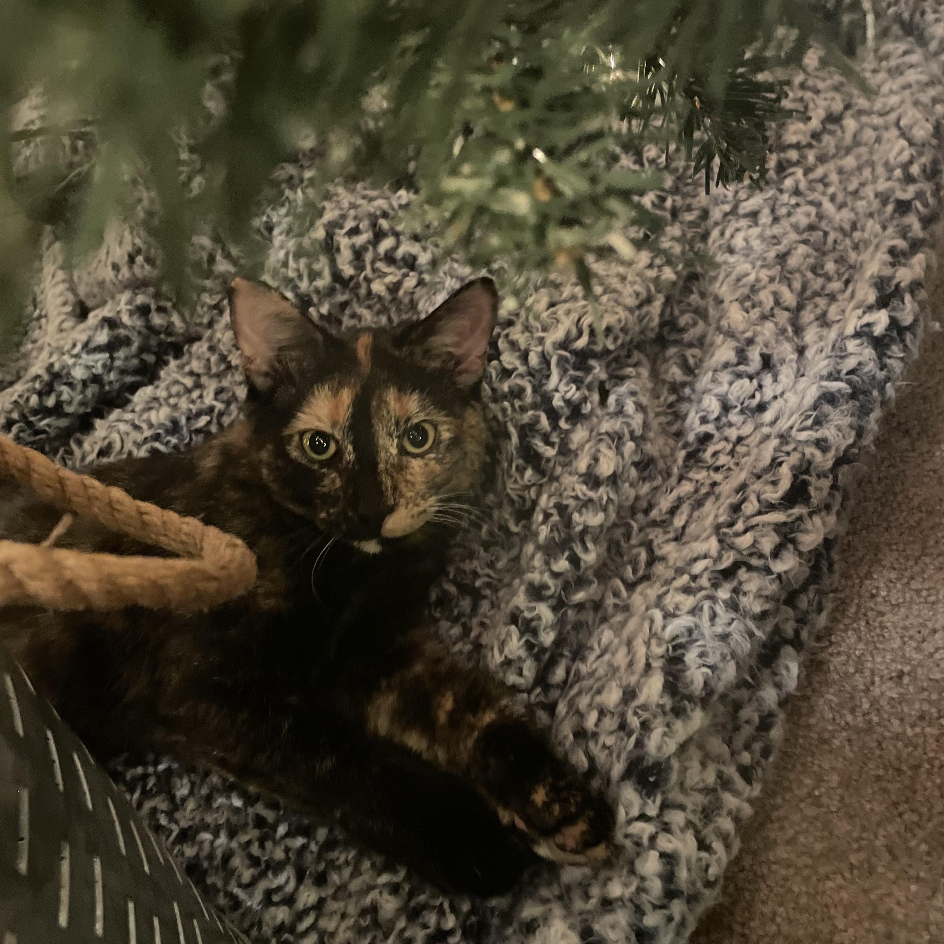 Tillie, an adoptable Domestic Short Hair in Clarkdale, AZ, 86324 | Photo Image 4