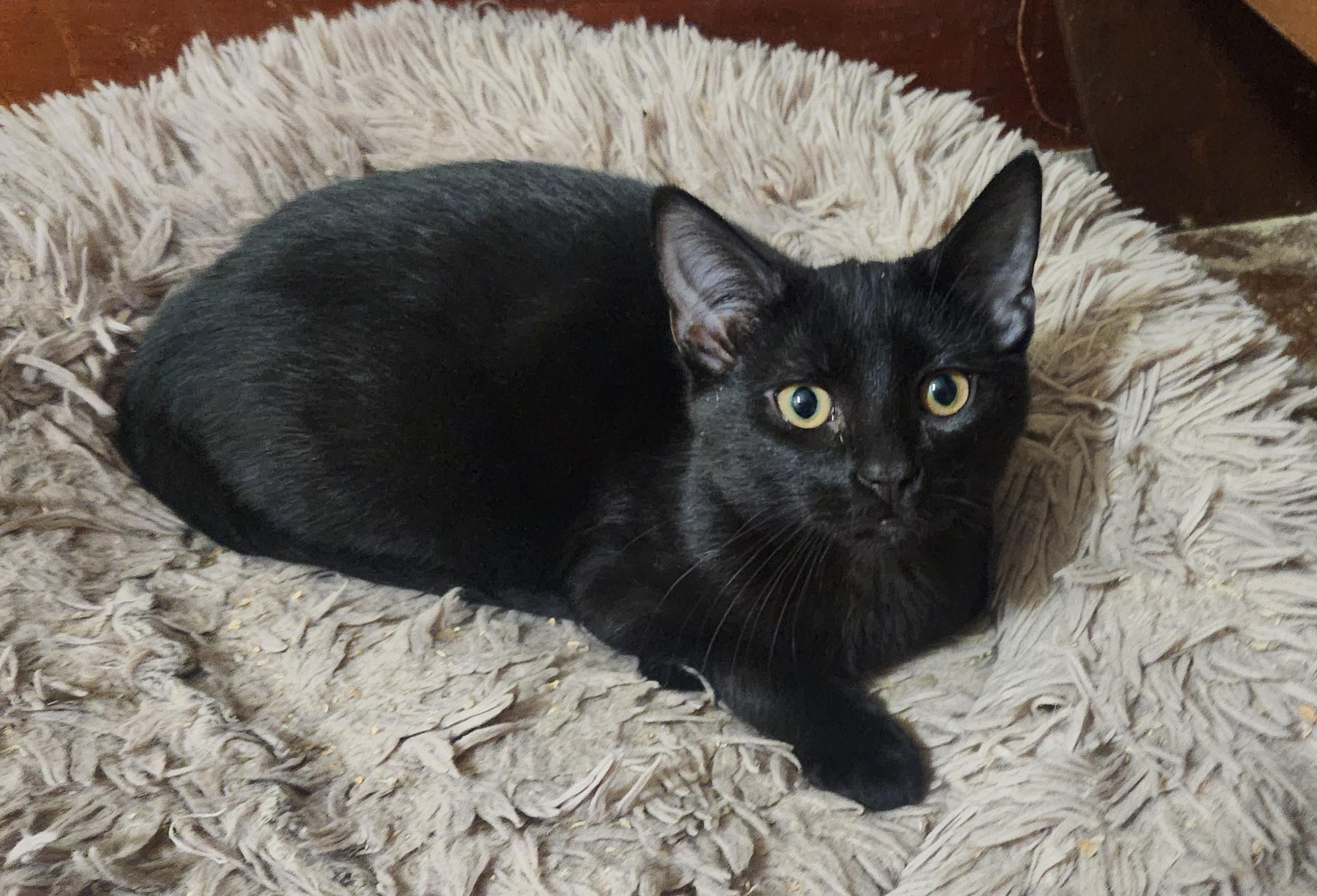 Enlarge Pace, an adopted Domestic Short Hair in Albany, NY image 1/1