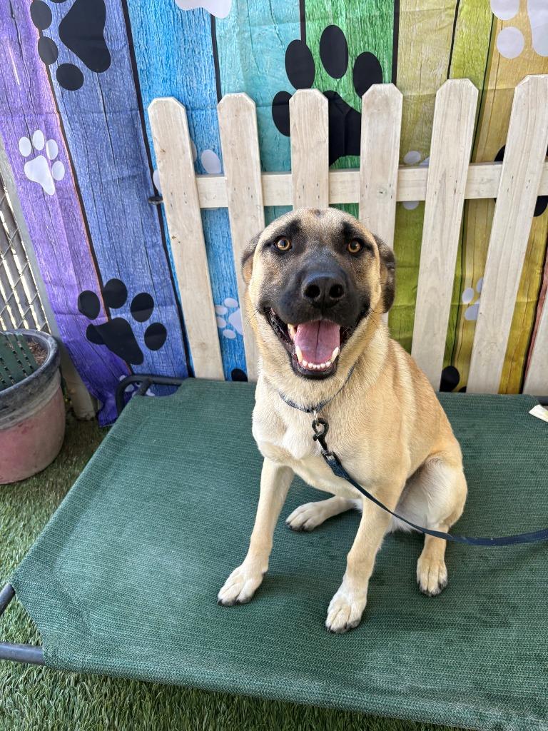 Enlarge Bandit, a Adoptable mixed breed in Newman, CA image 1/6