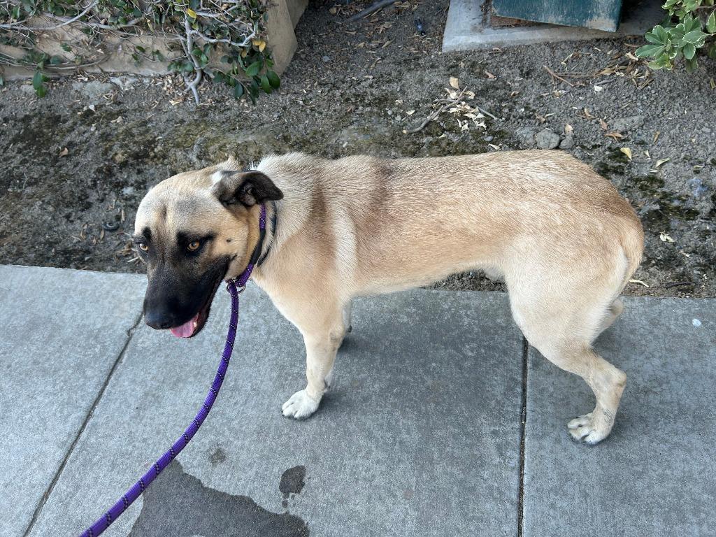 Enlarge Bandit, a Adoptable mixed breed in Newman, CA image 2/6