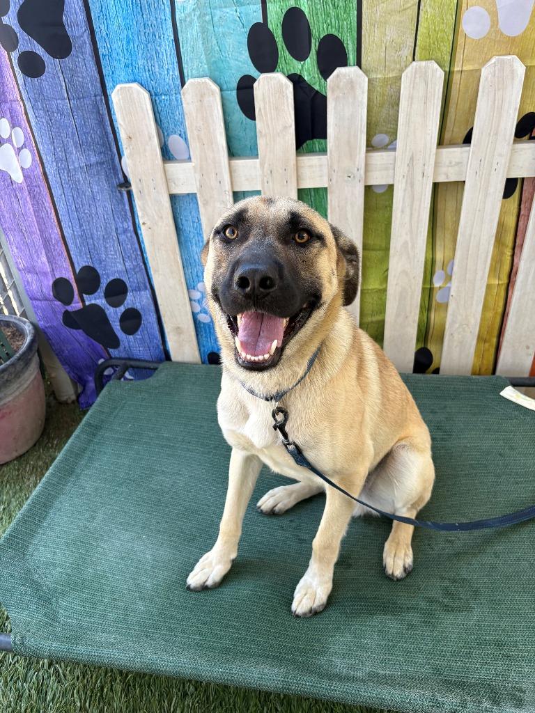 Enlarge Bandit, a Adoptable mixed breed in Newman, CA image 3/6