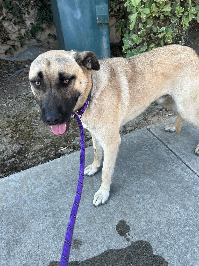 Enlarge Bandit, a Adoptable mixed breed in Newman, CA image 4/6