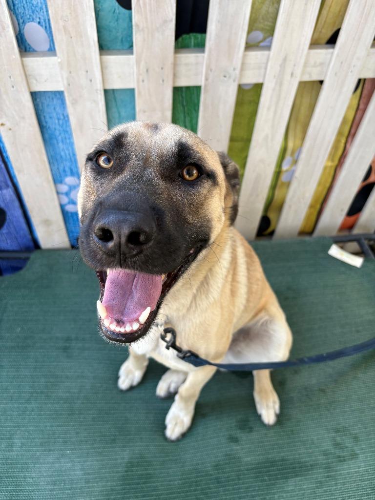 Enlarge Bandit, a Adoptable mixed breed in Newman, CA image 5/6