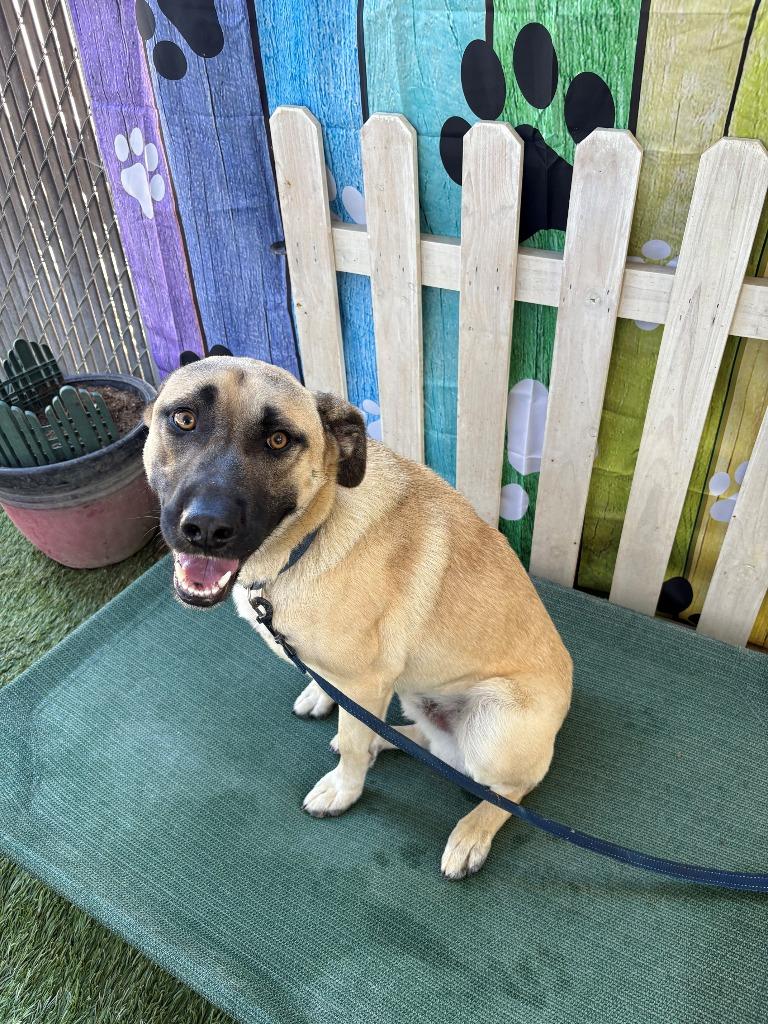 Enlarge Bandit, a Adoptable mixed breed in Newman, CA image 6/6