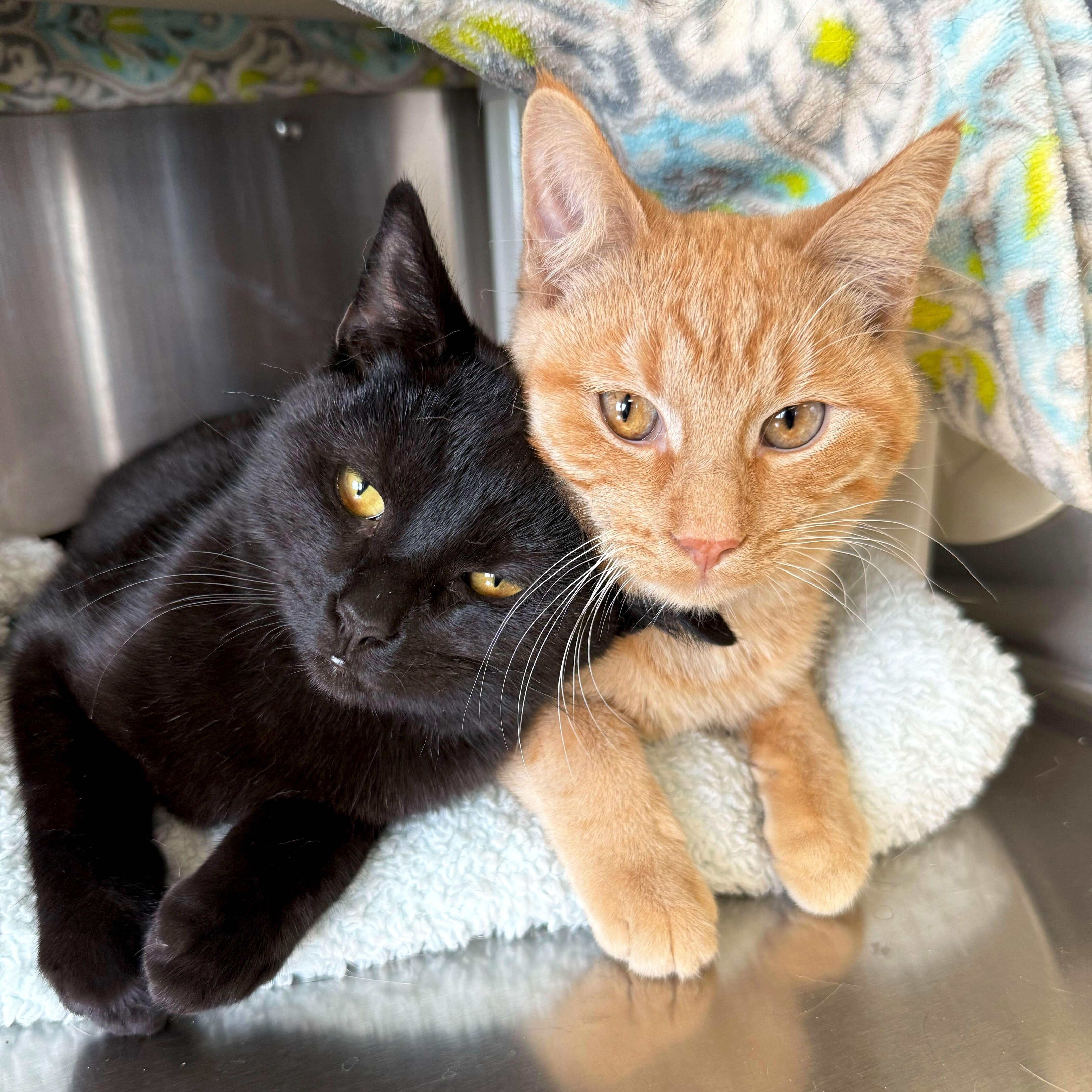 Enlarge Damon - Reduced Fee!, a Adoptable Domestic Short Hair in Jefferson, WI image 2/3