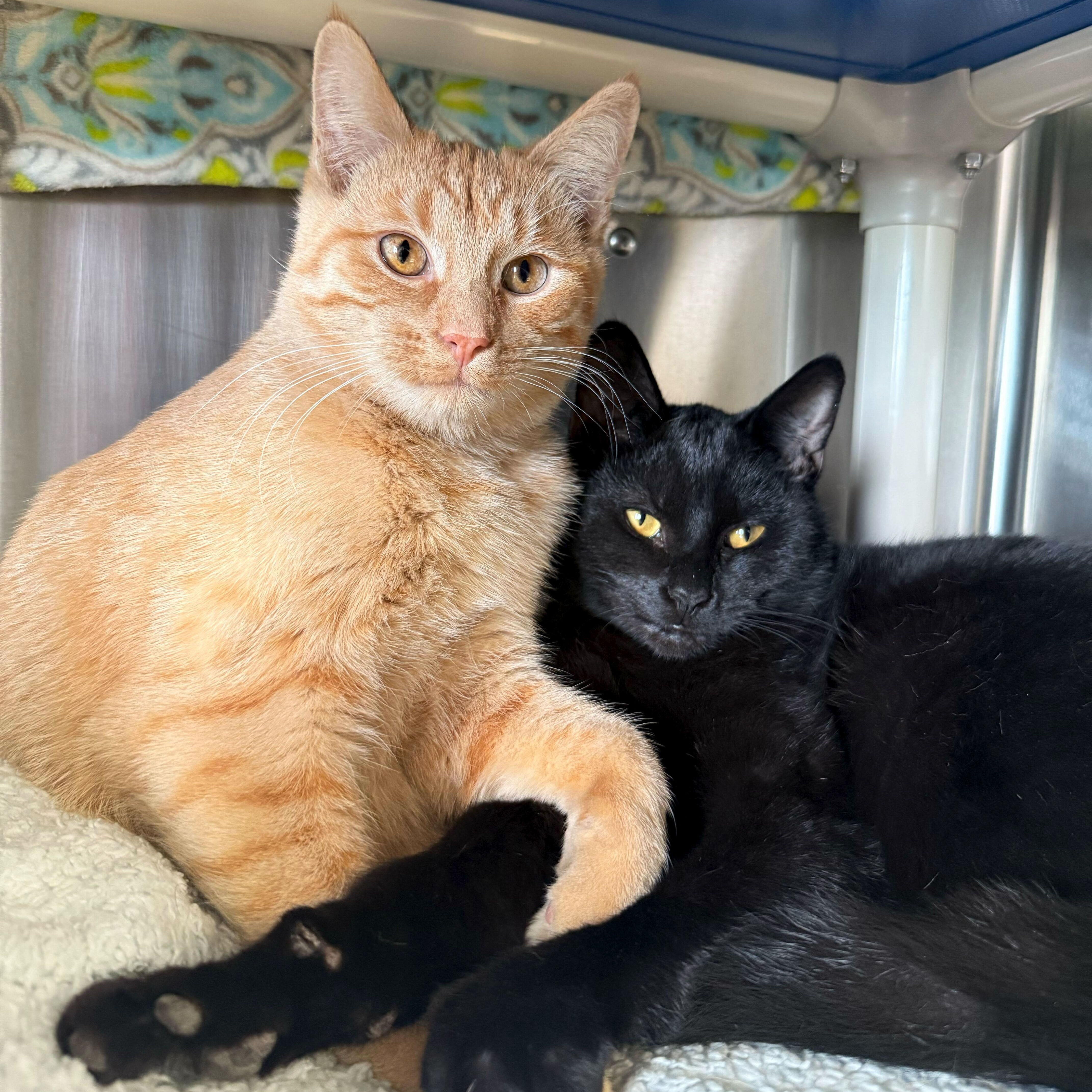 Enlarge Damon - Reduced Fee!, a Adoptable Domestic Short Hair in Jefferson, WI image 3/3