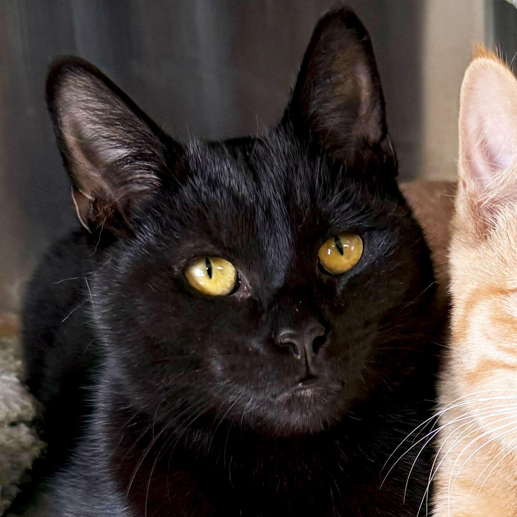 Enlarge Damon - Reduced Fee!, a Adoptable Domestic Short Hair in Jefferson, WI image 1/3