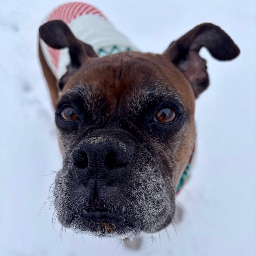Marlay, Adoptable, Senior Female Boxer.