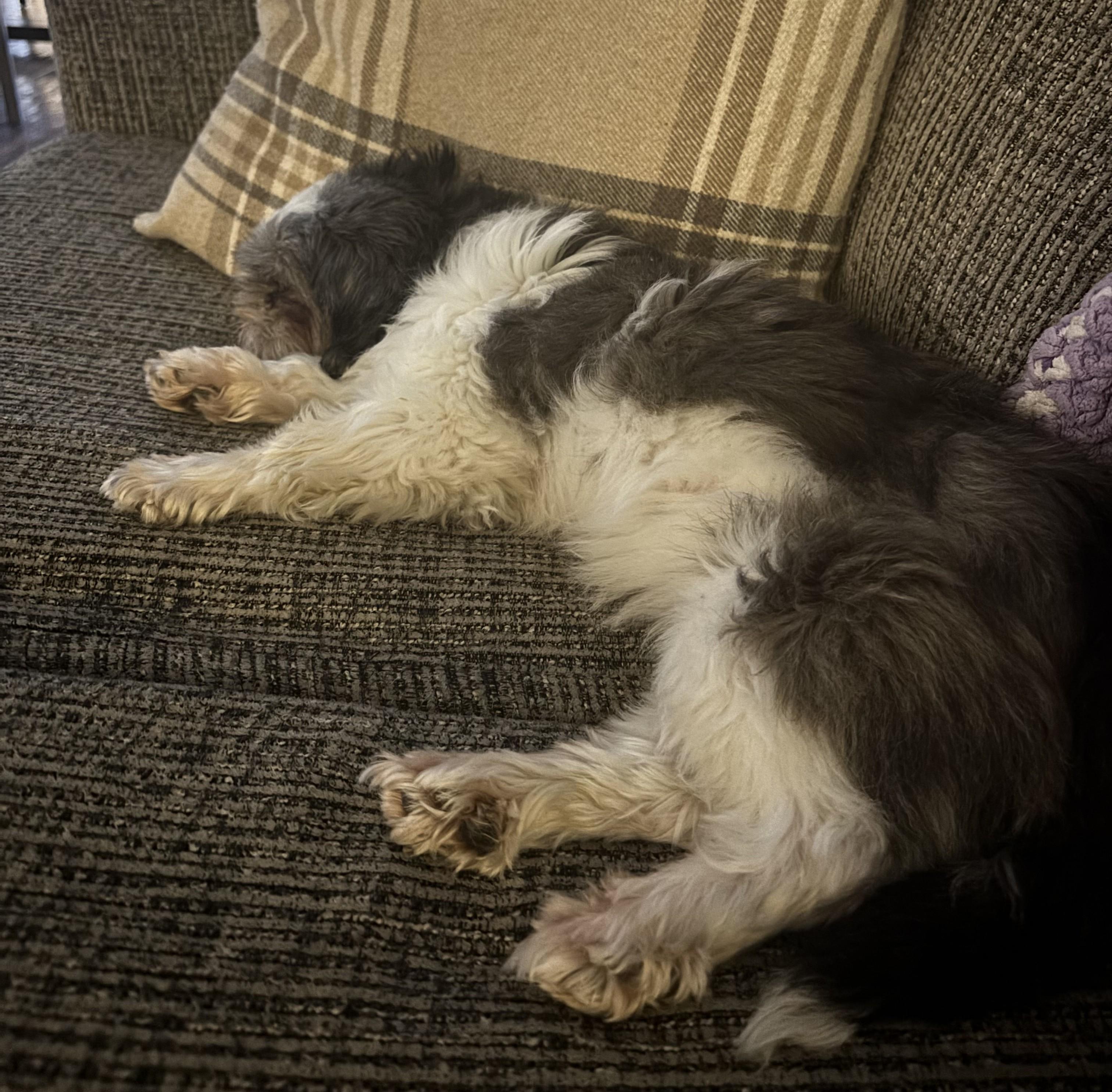 Enlarge Mila 2, an adopted Shih Tzu in Scarborough, ON image 4/4