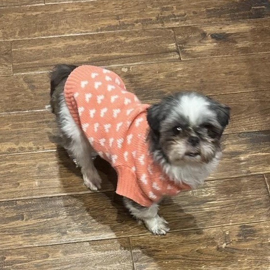 Enlarge Mila 2, an adopted Shih Tzu in Scarborough, ON image 3/4