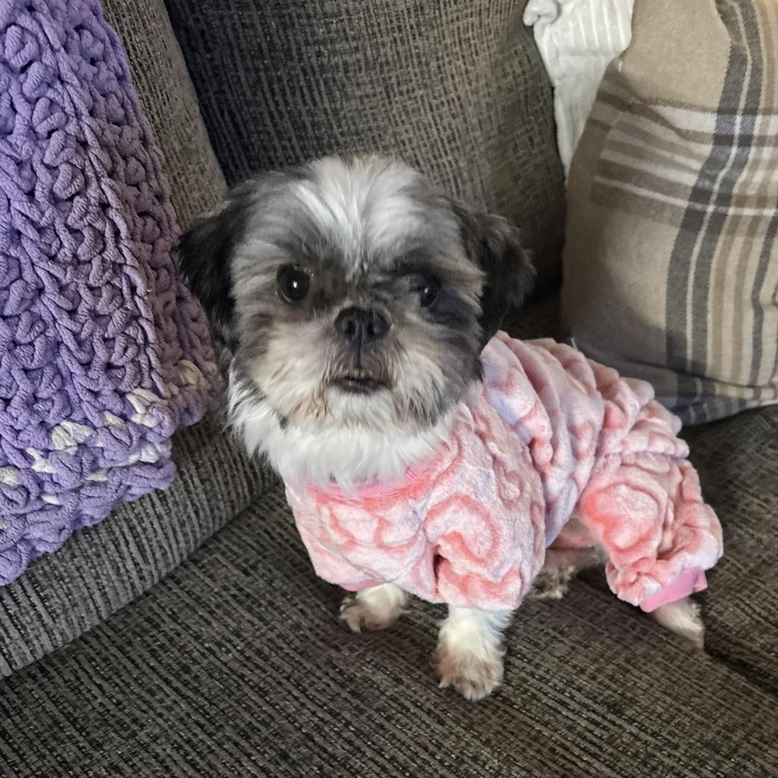 Enlarge Mila 2, an adopted Shih Tzu in Scarborough, ON image 1/4