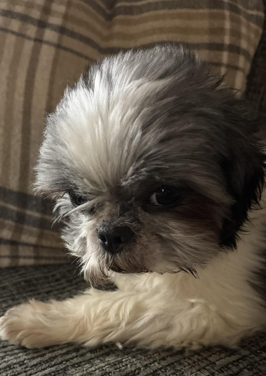 Enlarge Mila 2, an adopted Shih Tzu in Scarborough, ON image 2/4
