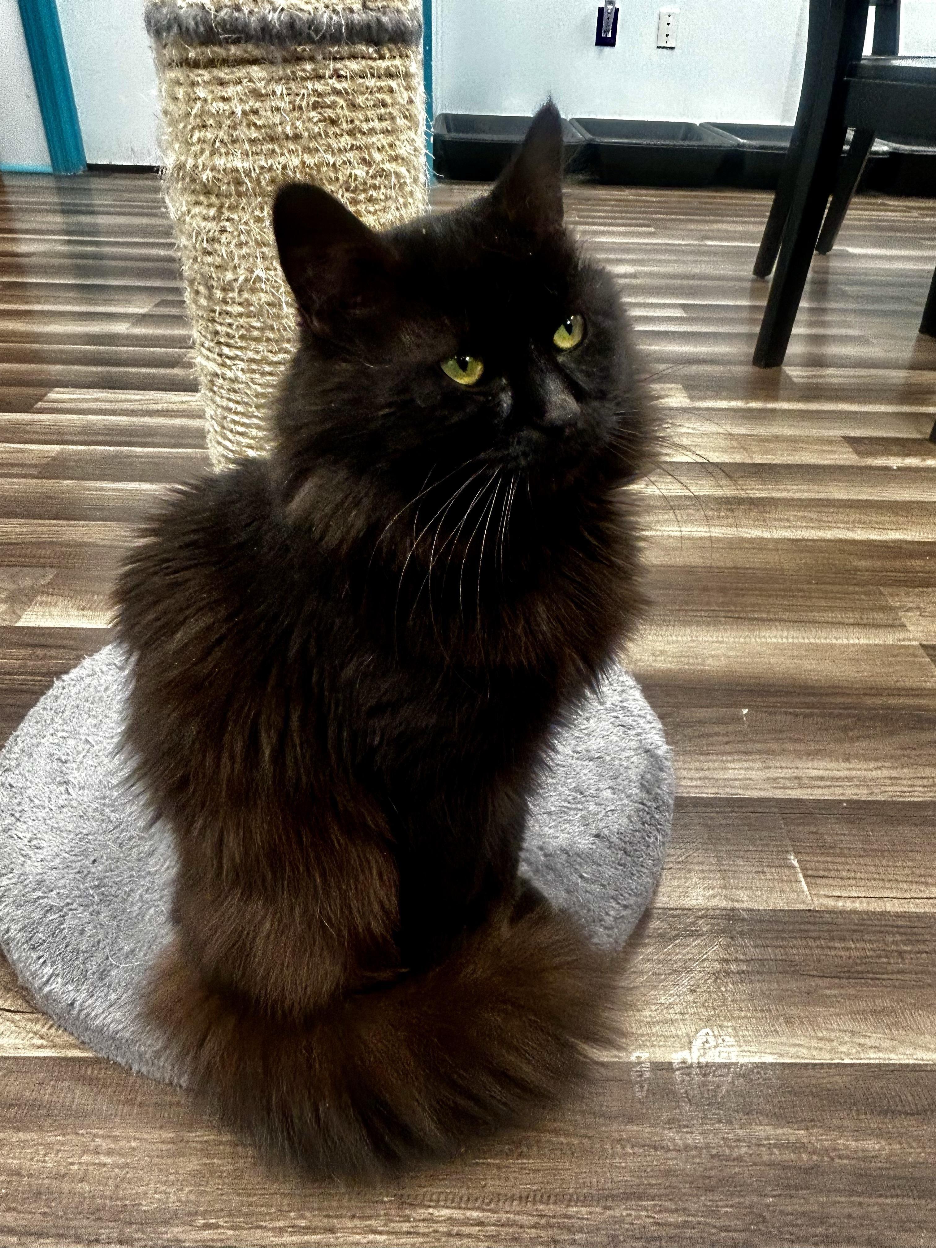 Enlarge Monroe , an adoptable Domestic Medium Hair in Grand Rapids, MI image 3/6