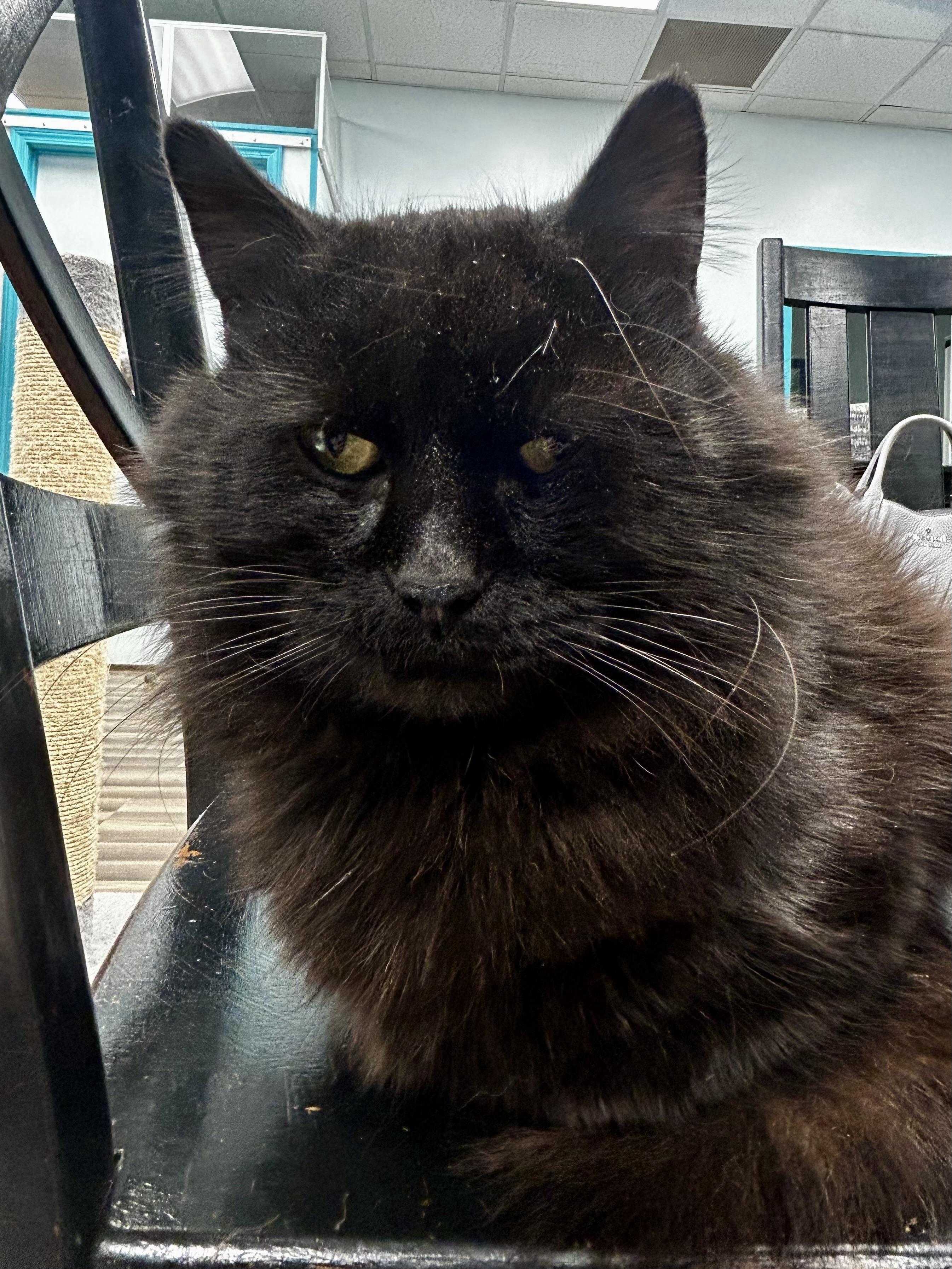 Enlarge Monroe , an adoptable Domestic Medium Hair in Grand Rapids, MI image 4/6