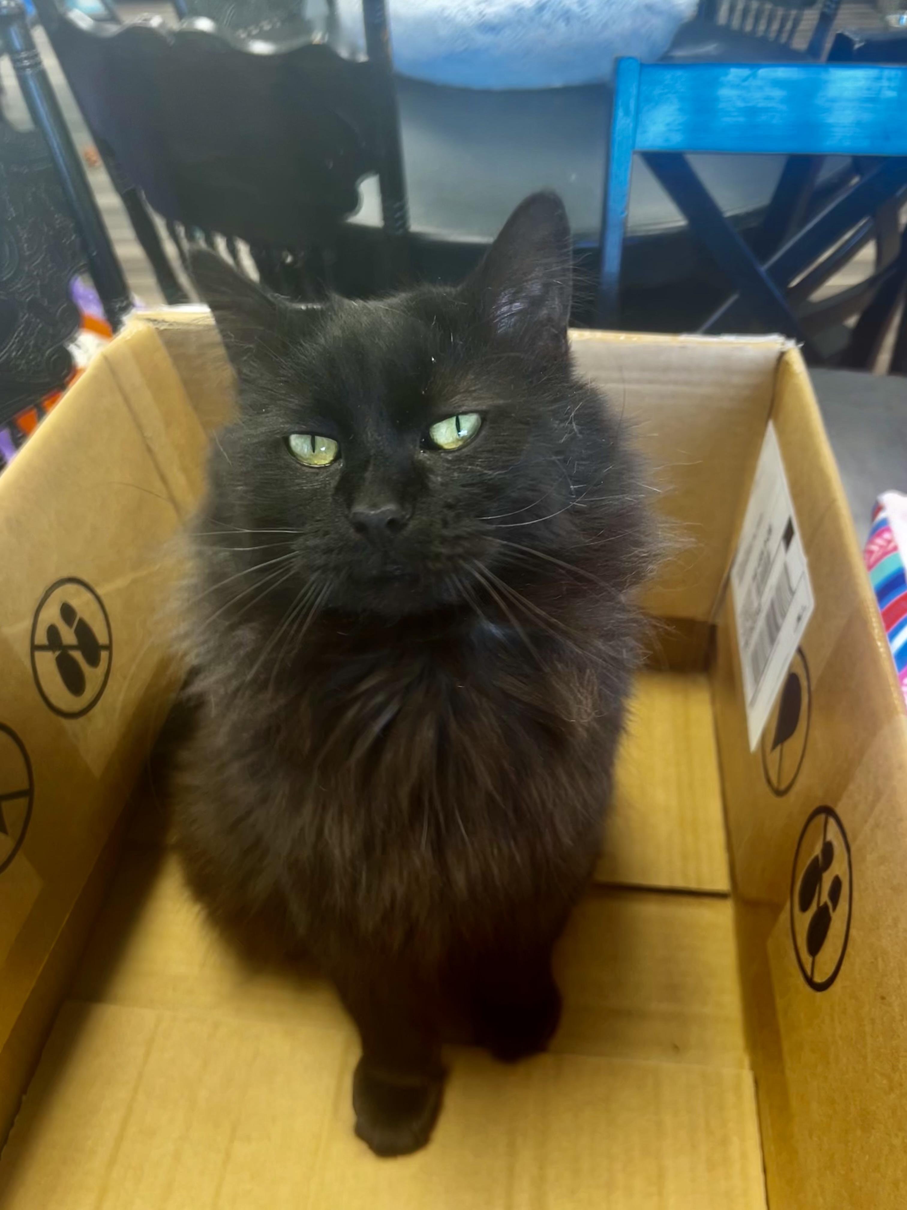 Enlarge Monroe - ADOPTION PENDING!, an adopted Domestic Medium Hair in Grand Rapids, MI image 6/6