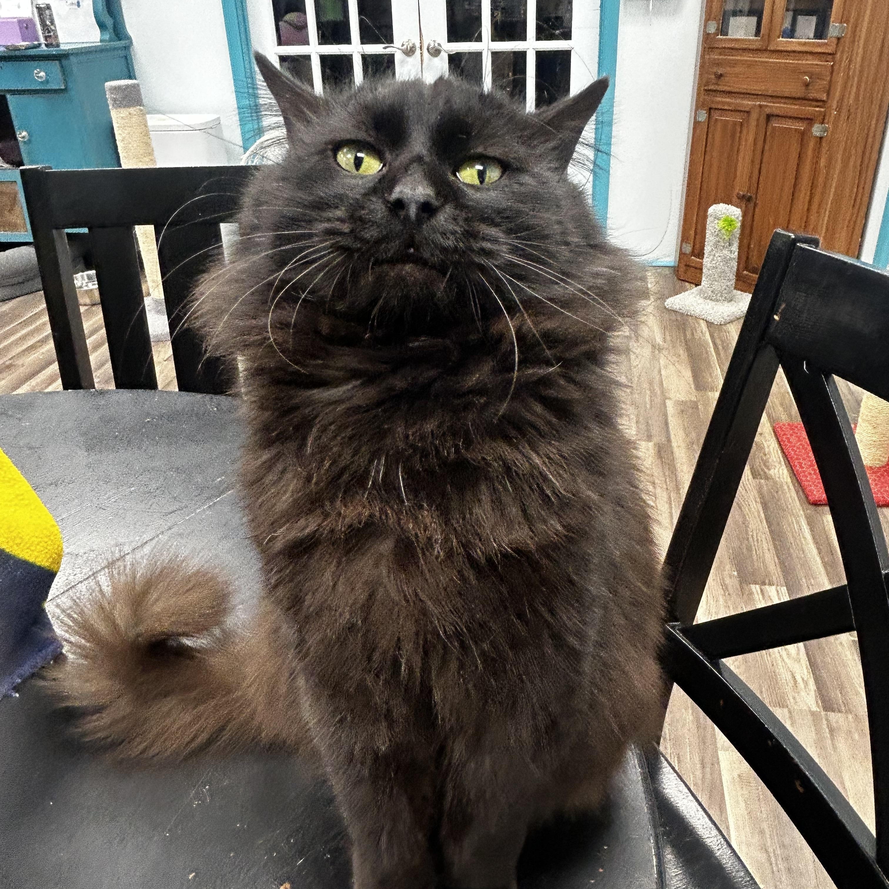 Monroe , adoptable, Adult Male Domestic Medium Hair.