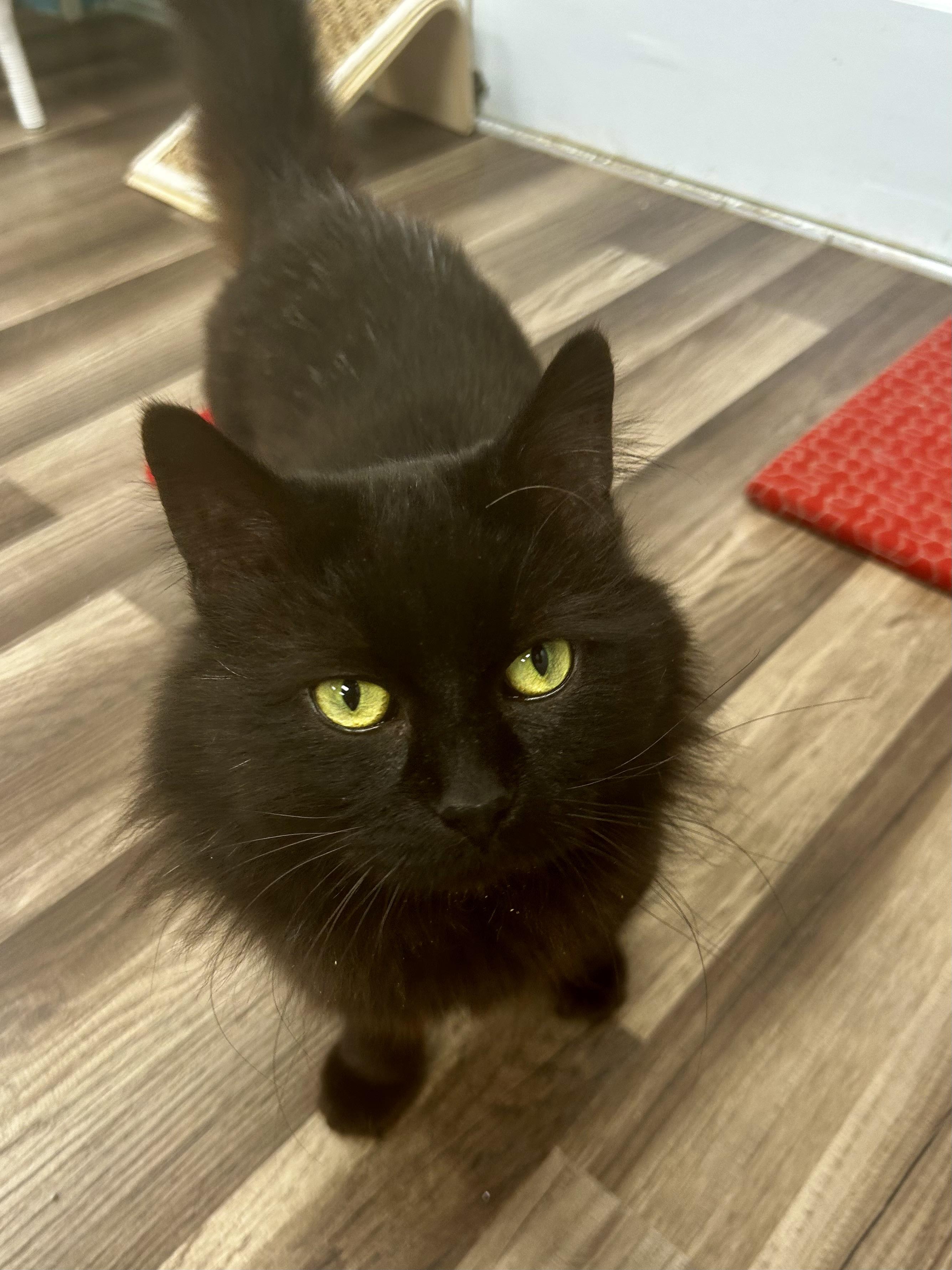 Monroe , adoptable, Adult Male Domestic Medium Hair.