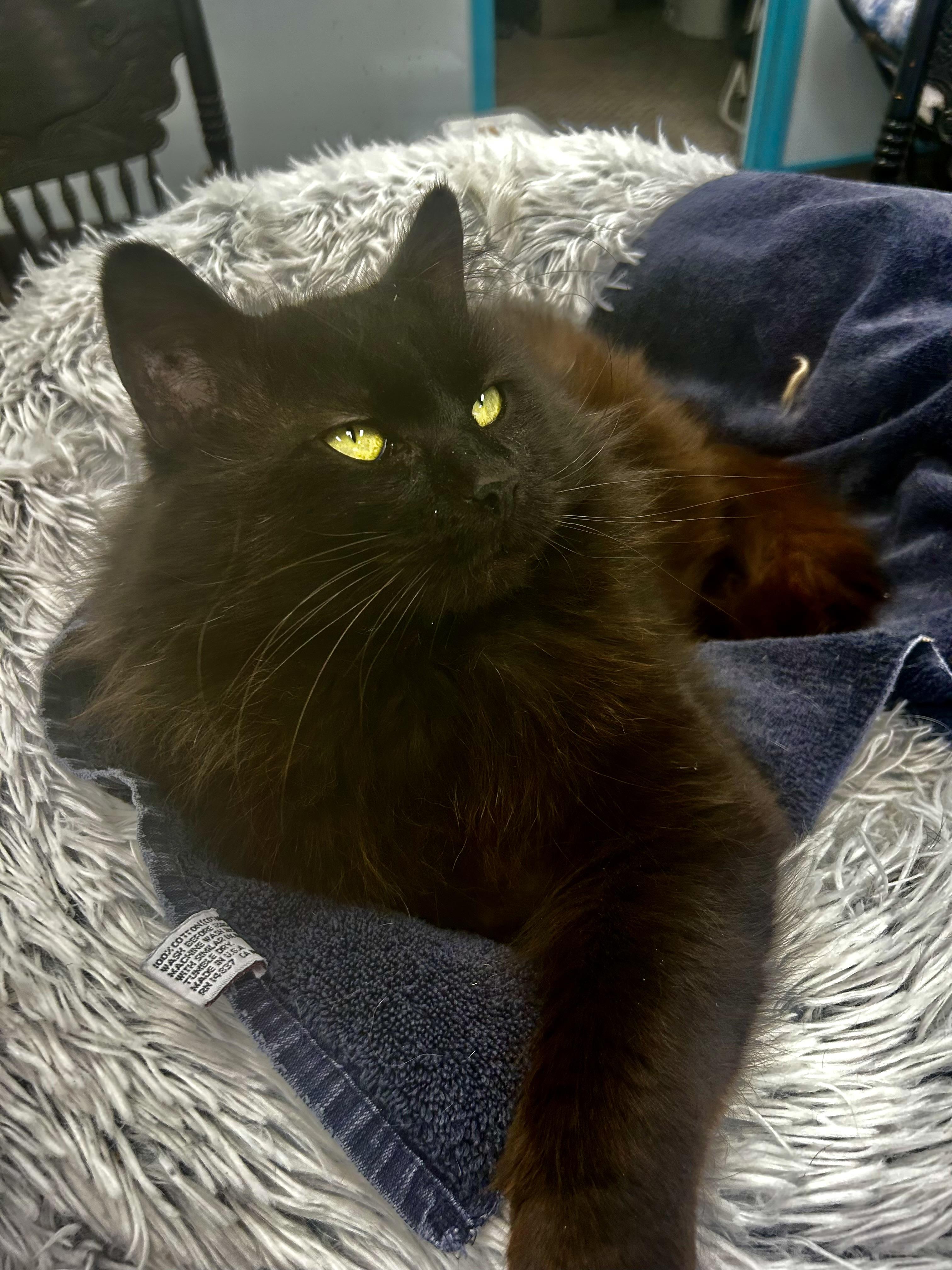 Enlarge Monroe - ADOPTION PENDING!, an adopted Domestic Medium Hair in Grand Rapids, MI image 1/6