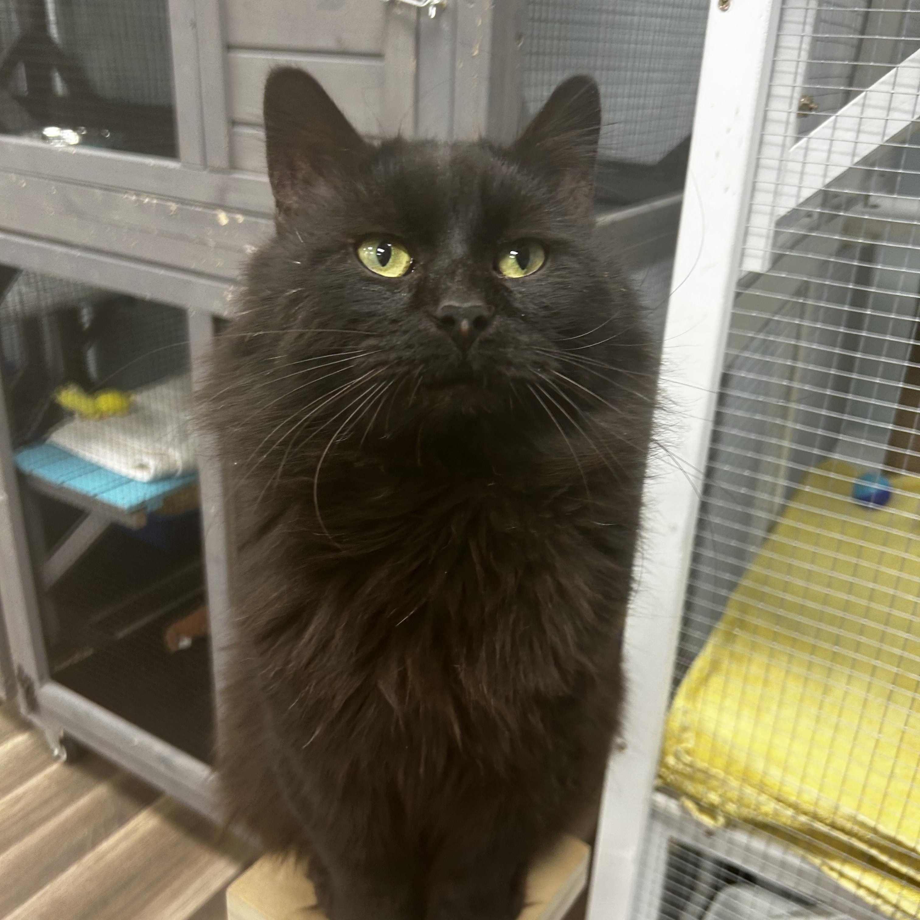 Enlarge Monroe , an adoptable Domestic Medium Hair in Grand Rapids, MI image 2/6