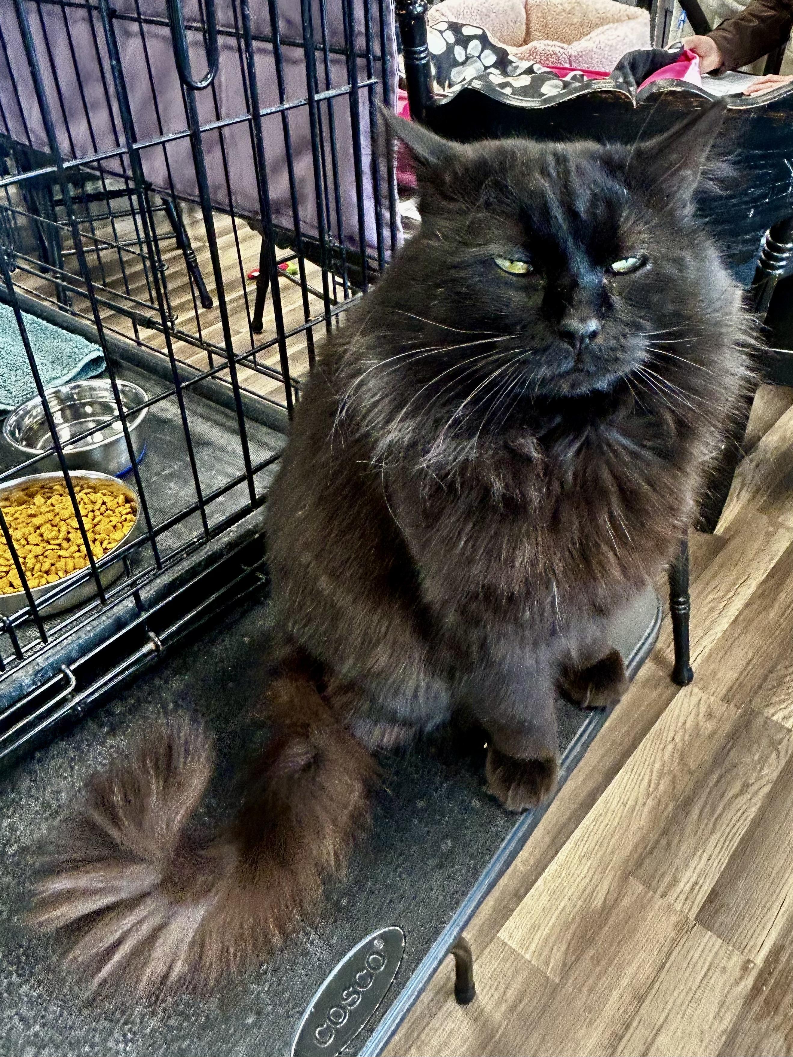 Enlarge Monroe - ADOPTION PENDING!, an adopted Domestic Medium Hair in Grand Rapids, MI image 5/6