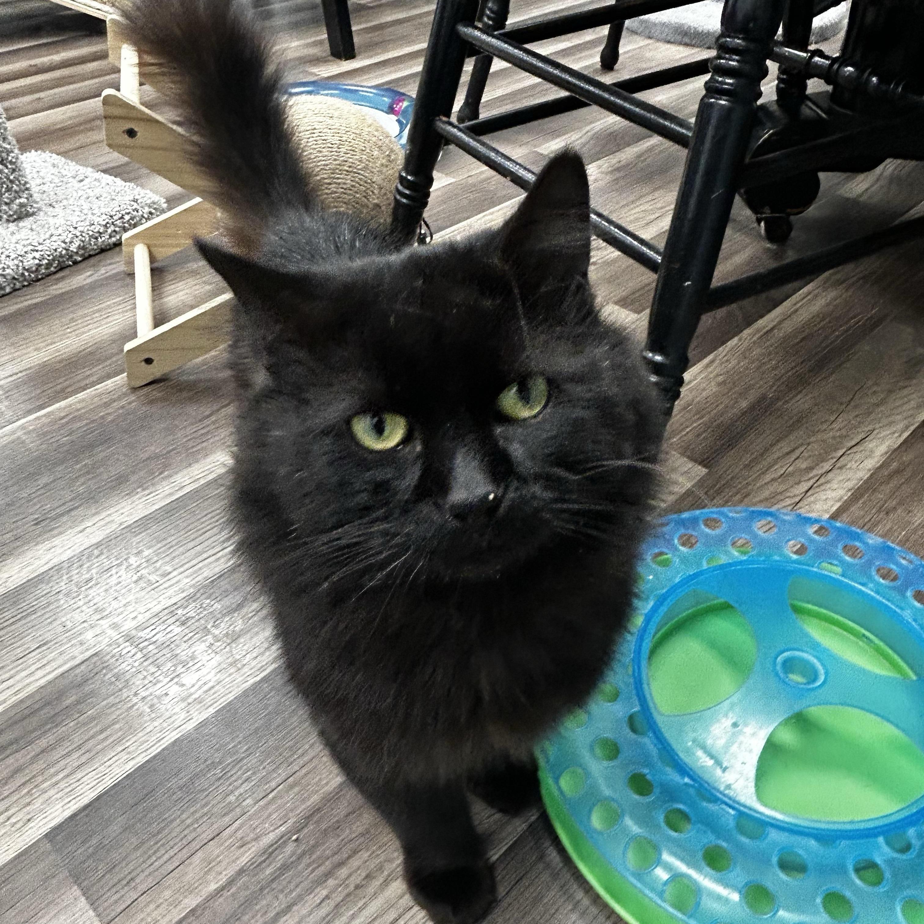 Enlarge Monroe , an adoptable Domestic Medium Hair in Grand Rapids, MI image 6/6