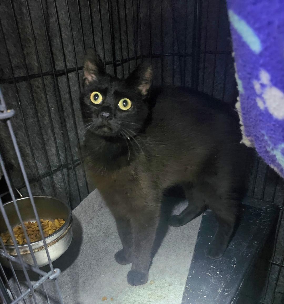 Enlarge Chantilly, a ADOPTABLE Domestic Short Hair in Sayreville, NJ image 2/2