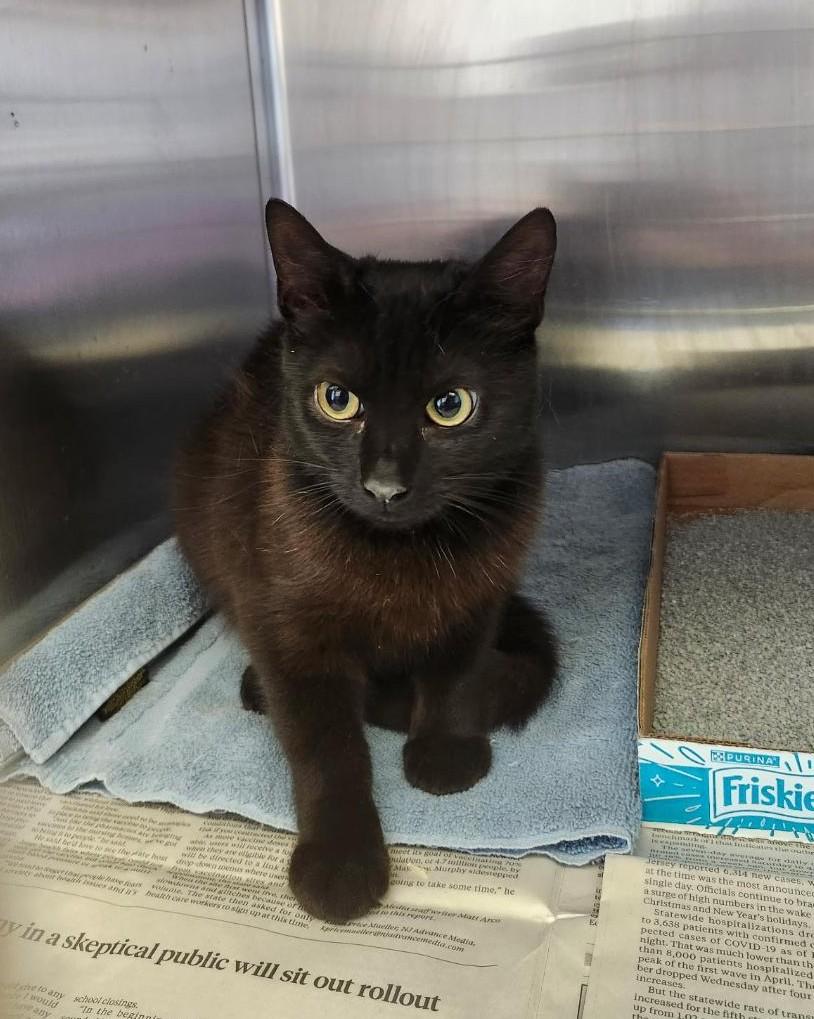 Chantilly, ADOPTABLE, Young Female Domestic Short Hair.