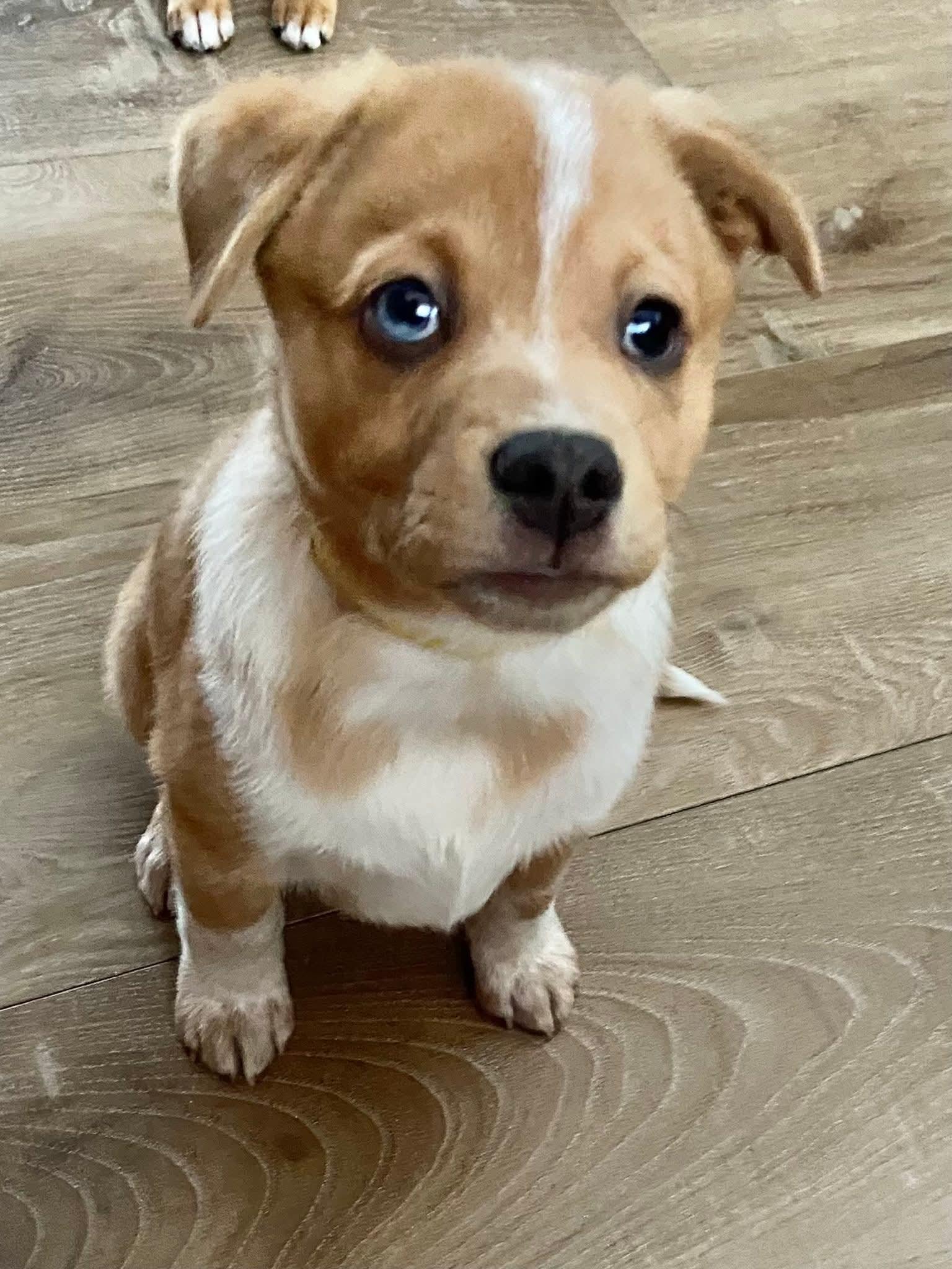 Beau the Aussie Mix Puppy, Adoptable, Puppy Male Australian Shepherd & Chihuahua.