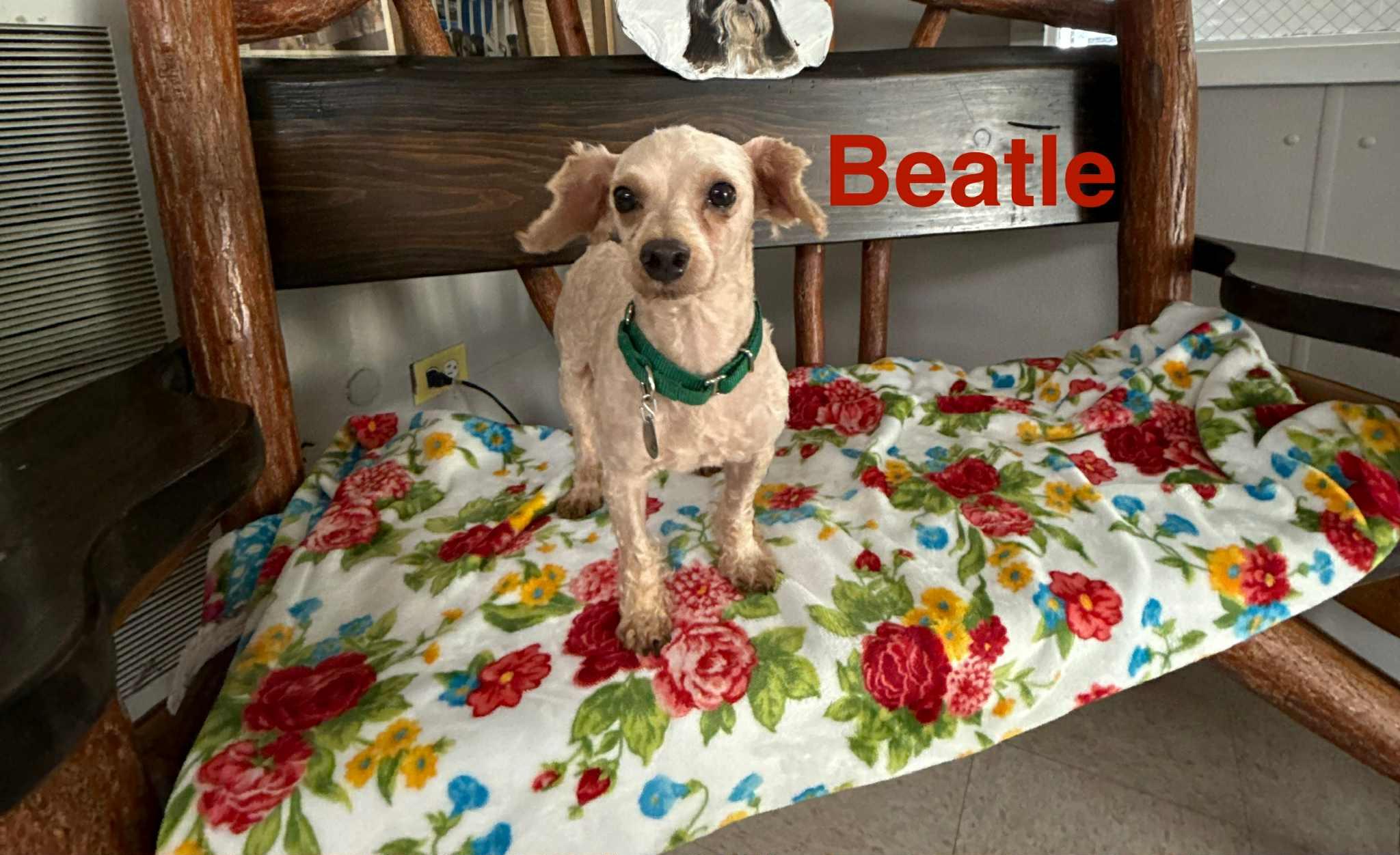 Beatle