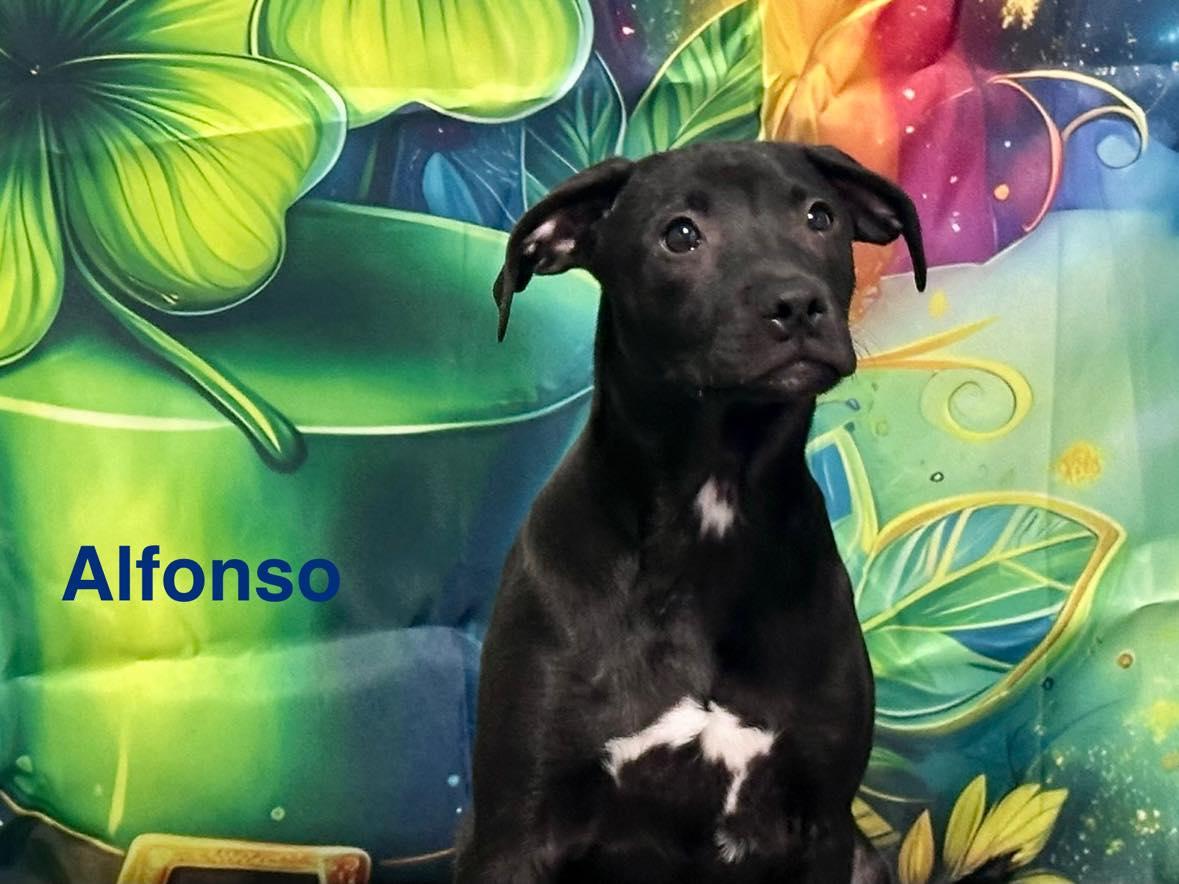 Enlarge Alfonso , a ADOPTABLE mixed breed in Joliet, IL image 3/5