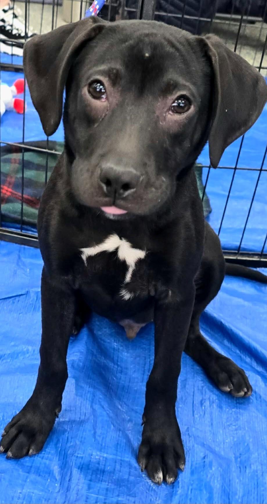 Enlarge Alfonso , a ADOPTABLE mixed breed in Joliet, IL image 5/5