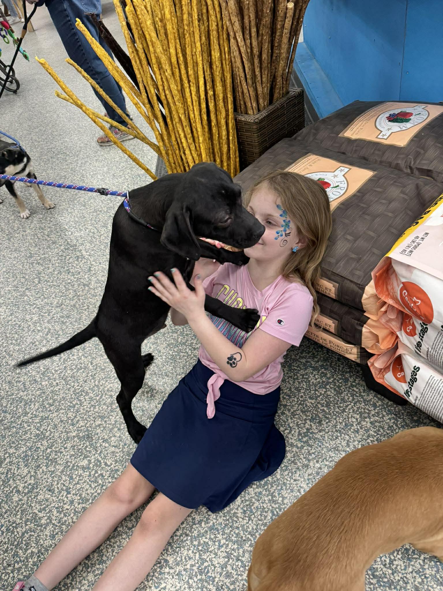 Enlarge Alfonso , a ADOPTABLE mixed breed in Joliet, IL image 1/5