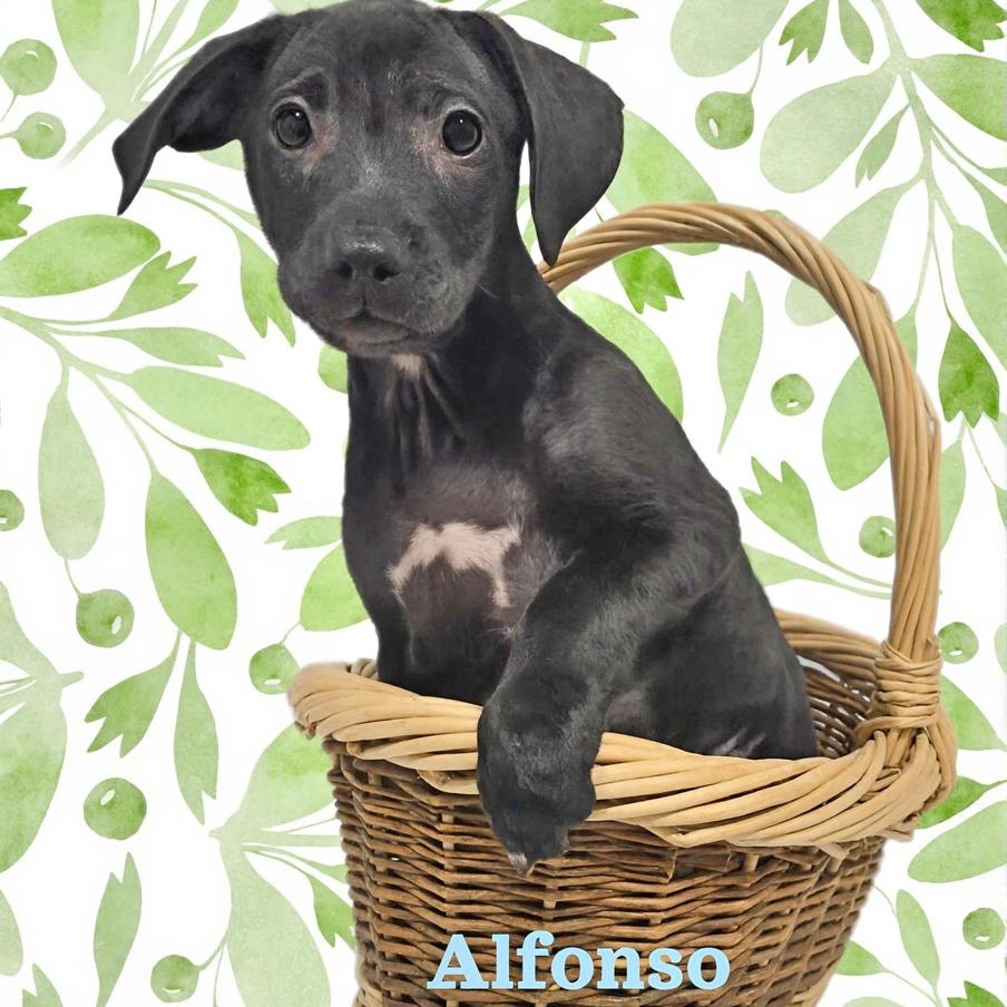 Enlarge Alfonso , a ADOPTABLE mixed breed in Joliet, IL image 1/1