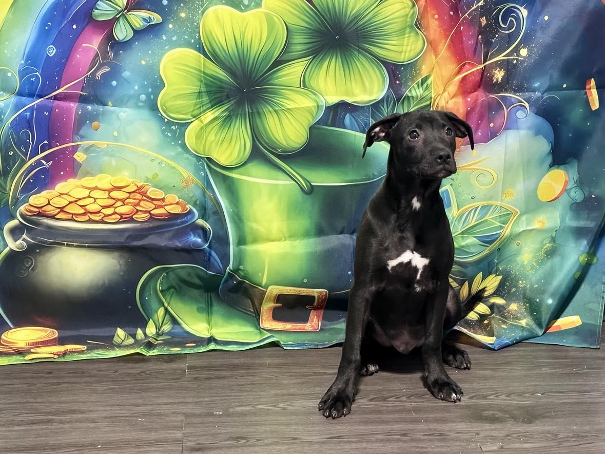 Enlarge Alfonso , a ADOPTABLE mixed breed in Joliet, IL image 2/5